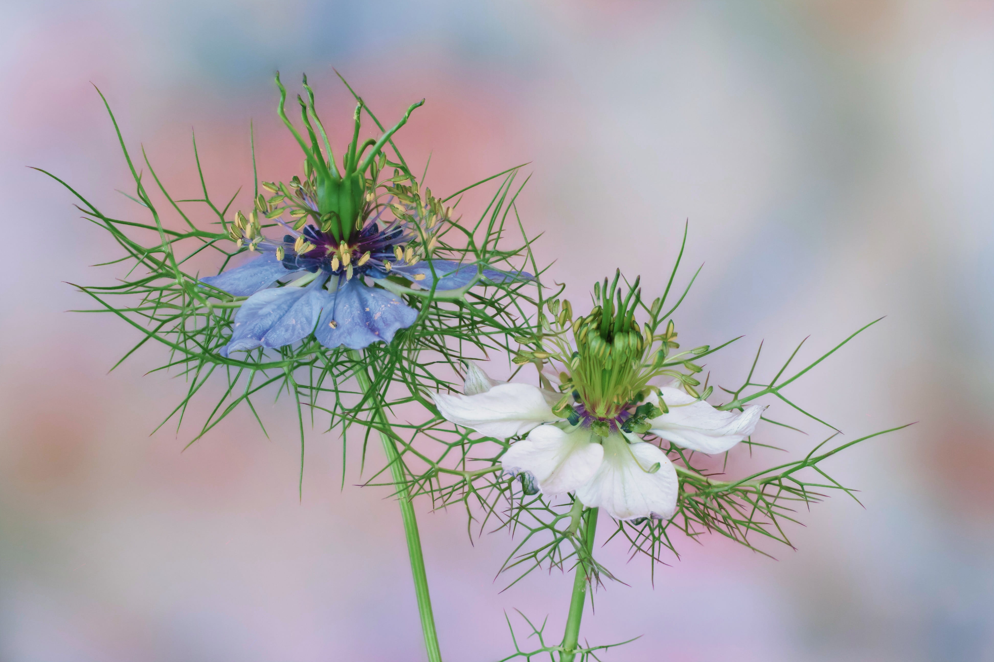 plant, focus on foreground, flower arrangement, flower head, no people, green color, 4K, petal, white, freshness, flower, nigella damascena, growth, flowers, HD Wallpaper