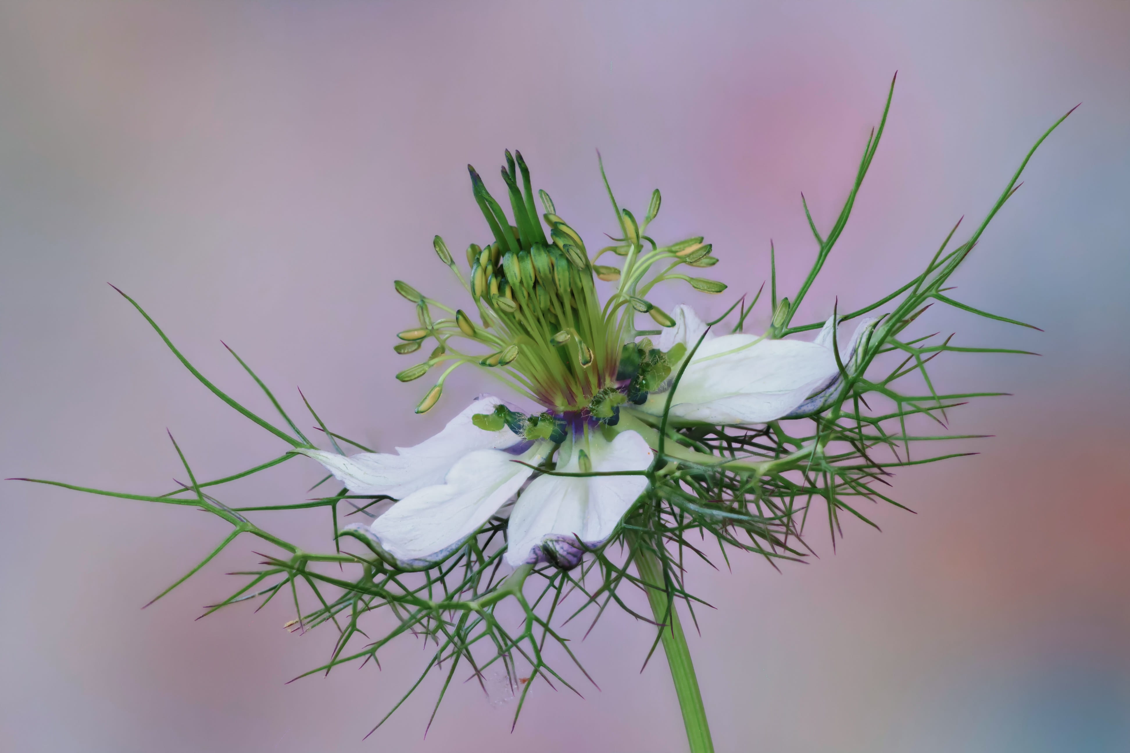 growth, 4K, plant, leaf, sepal, green color, white, studio shot, nigella, fragility, damask black cumin, flower arrangement, bloom, flower, close-up, no people, HD Wallpaper