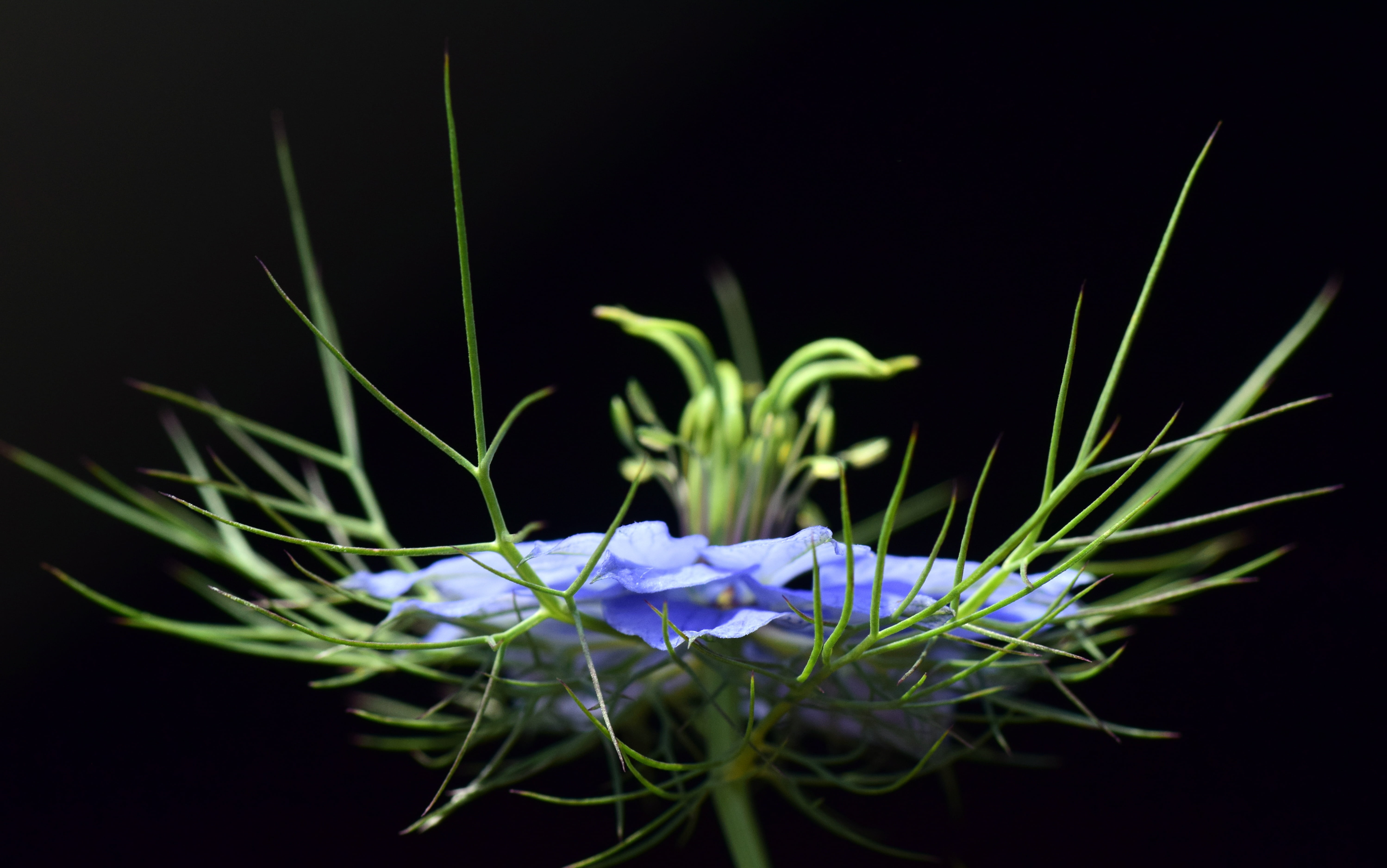 no people, purple, plant, virgin in the green, growth, blossom, damask black cumin, late summer, flower, garden black cumin, flowering plant, dandelion seed, HD Wallpaper