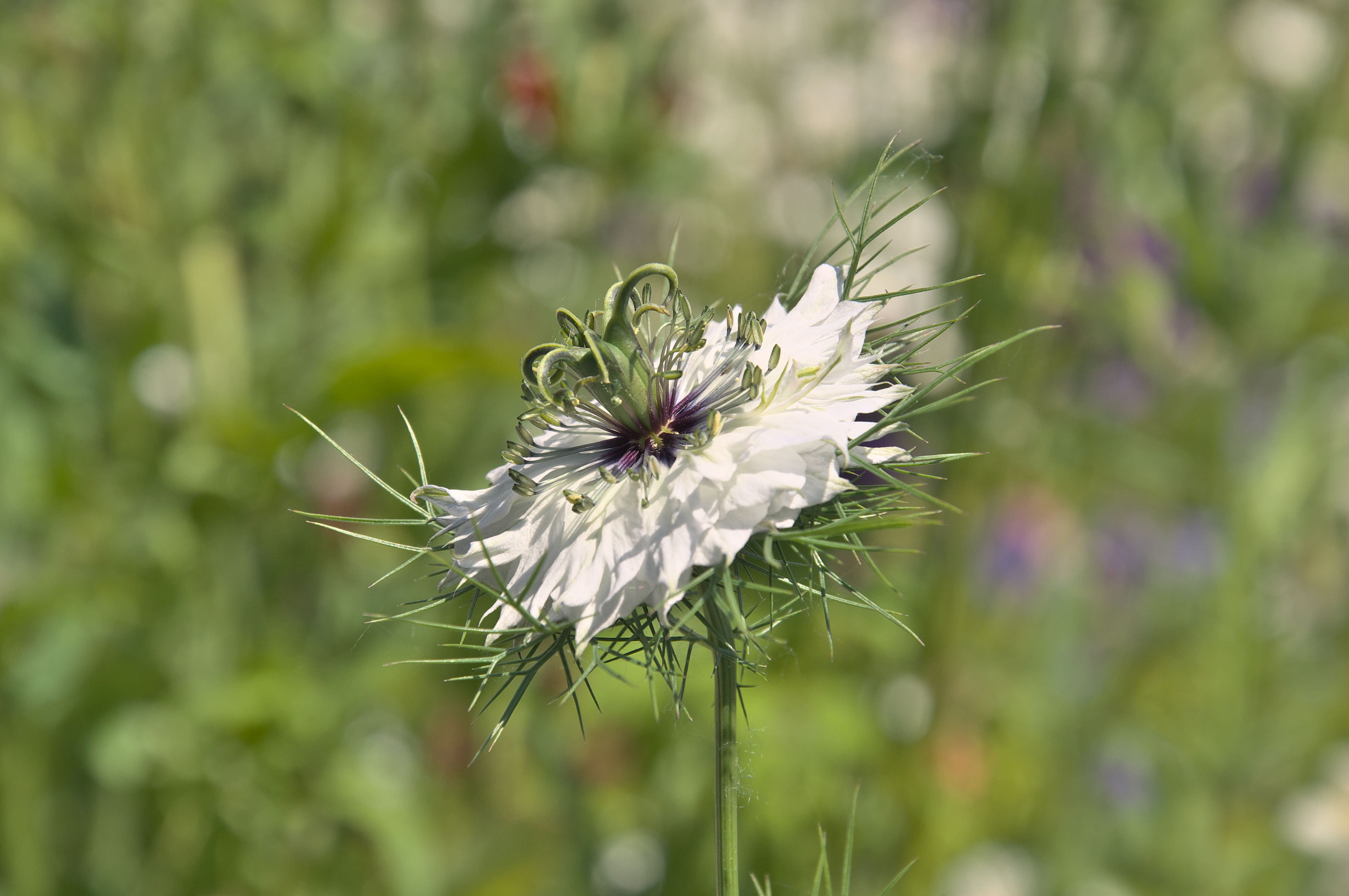 vulnerability, flowering plant, plant, freshness, outdoors, no people, 4K, fragility, nature, flower head, Genuine, close-up, blossom, inflorescence, invertebrate, HD Wallpaper