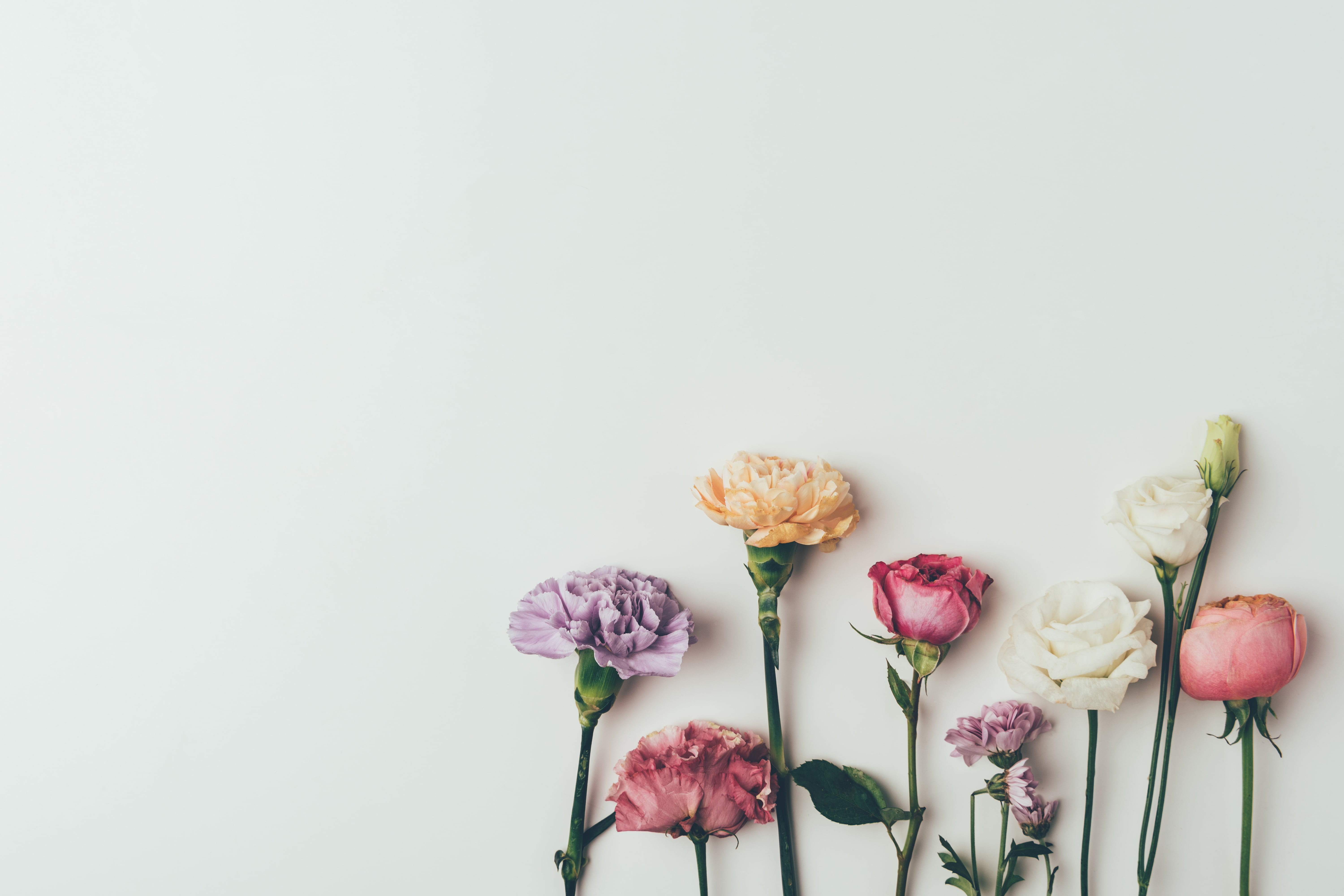 violet, background, clove, vintage, 5K, flowers, colorful, pink, roses, HD Wallpaper