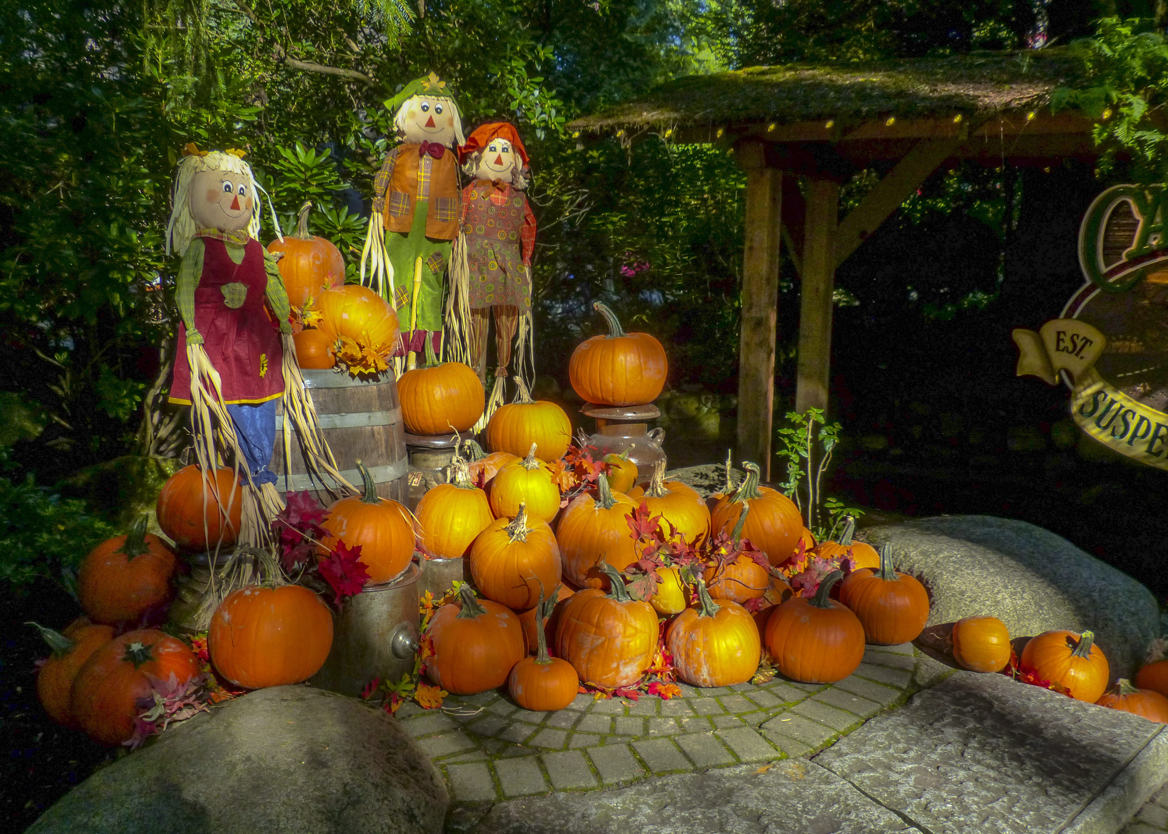 traditional, season, representation, craft, day, 4K, jack o lantern, sculpture, vegetable, autumn, plant, fall, celebration, nature, orange color, pumpkin, HD Wallpaper