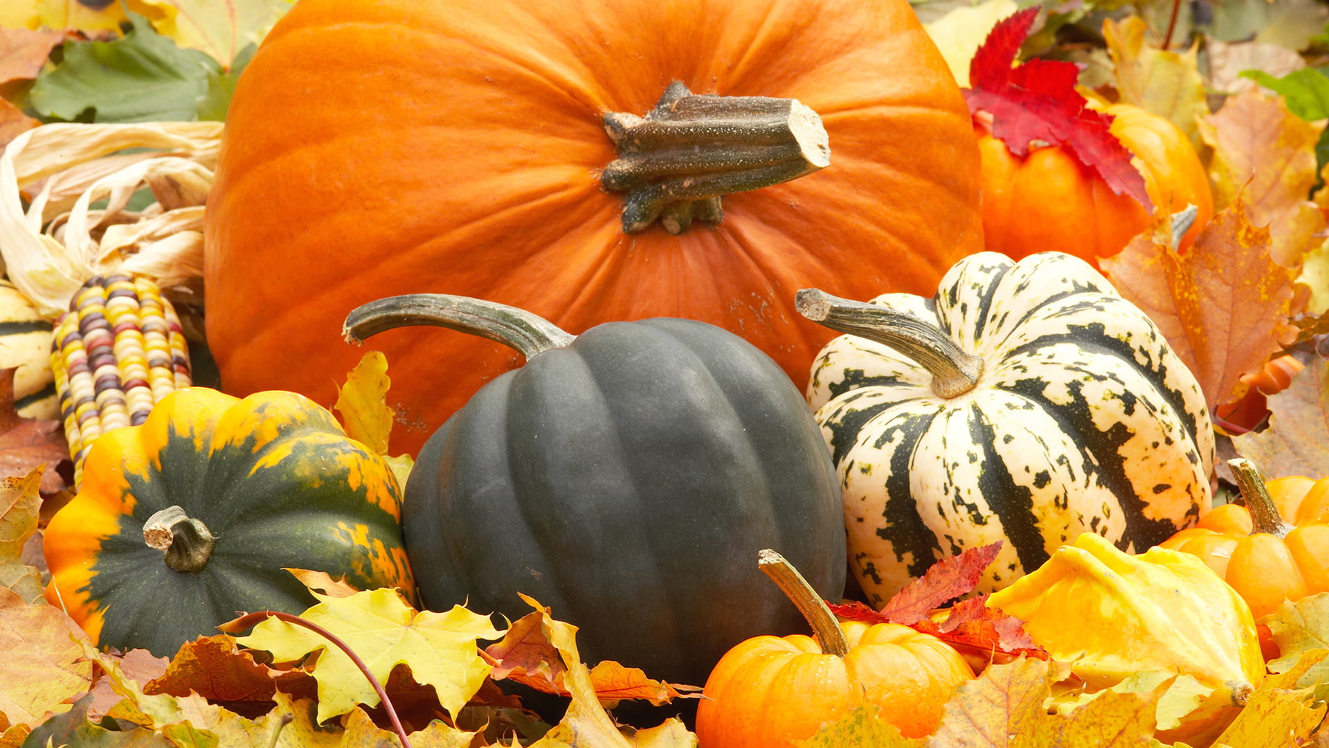 wellbeing, october, food, fruit, choice, gourd, produce, farm, healthy eating, plant, flavorer, 1080P, outdoors, season, squash - vegetable, freshness, HD Wallpaper