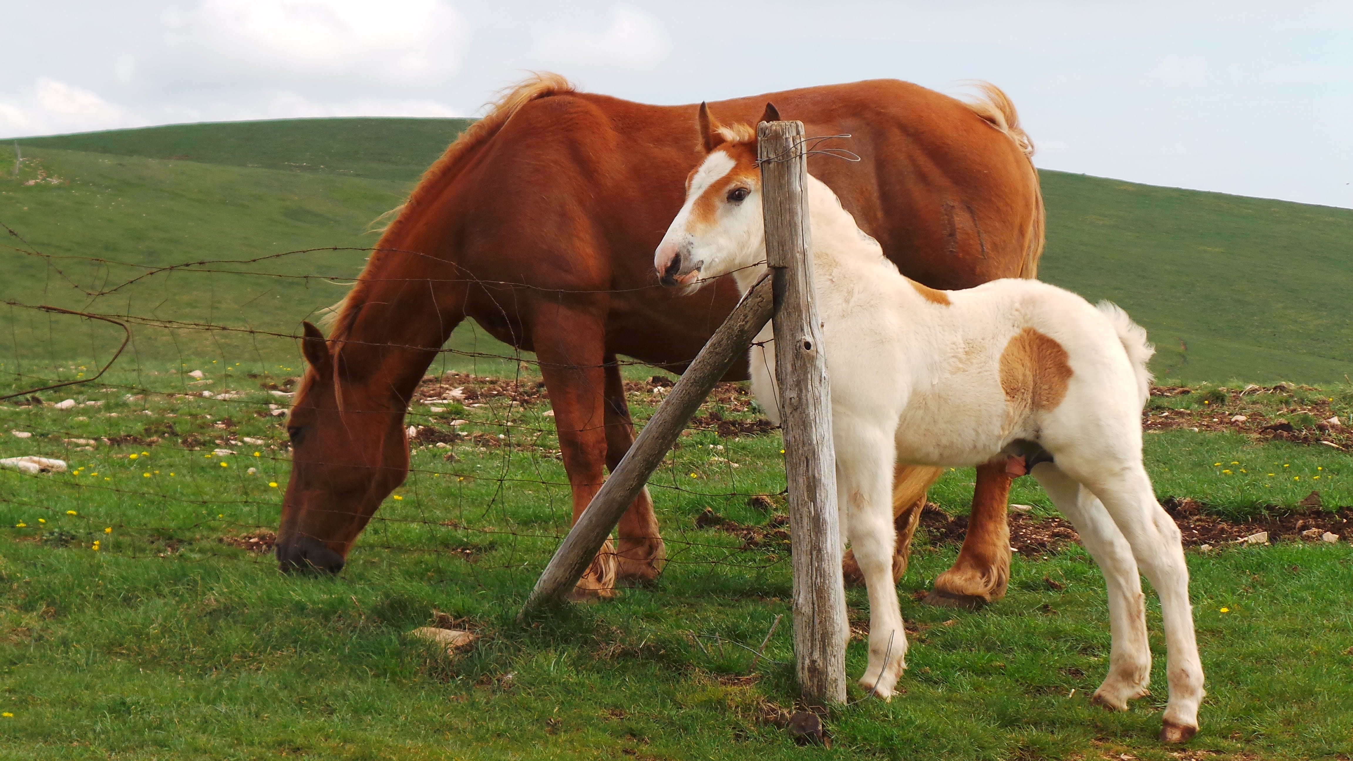 pets, standing, nature, animal, grass, mammal, pferd, field, Cheval, no people, animal themes, livestock, vertebrate, Horse, landscape, two animals, agriculture, HD Wallpaper
