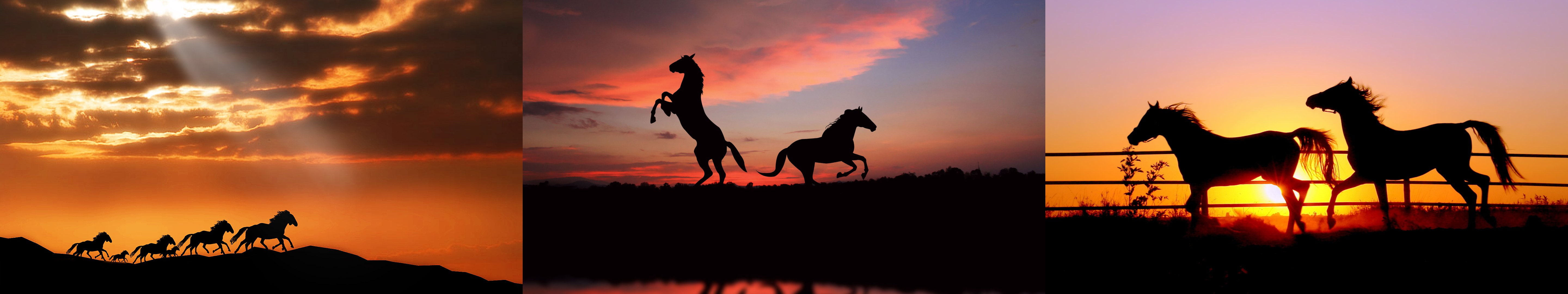 monitor, horse, triple, screen, multiple, Cheval, multi, Sunse, 5K, HD Wallpaper