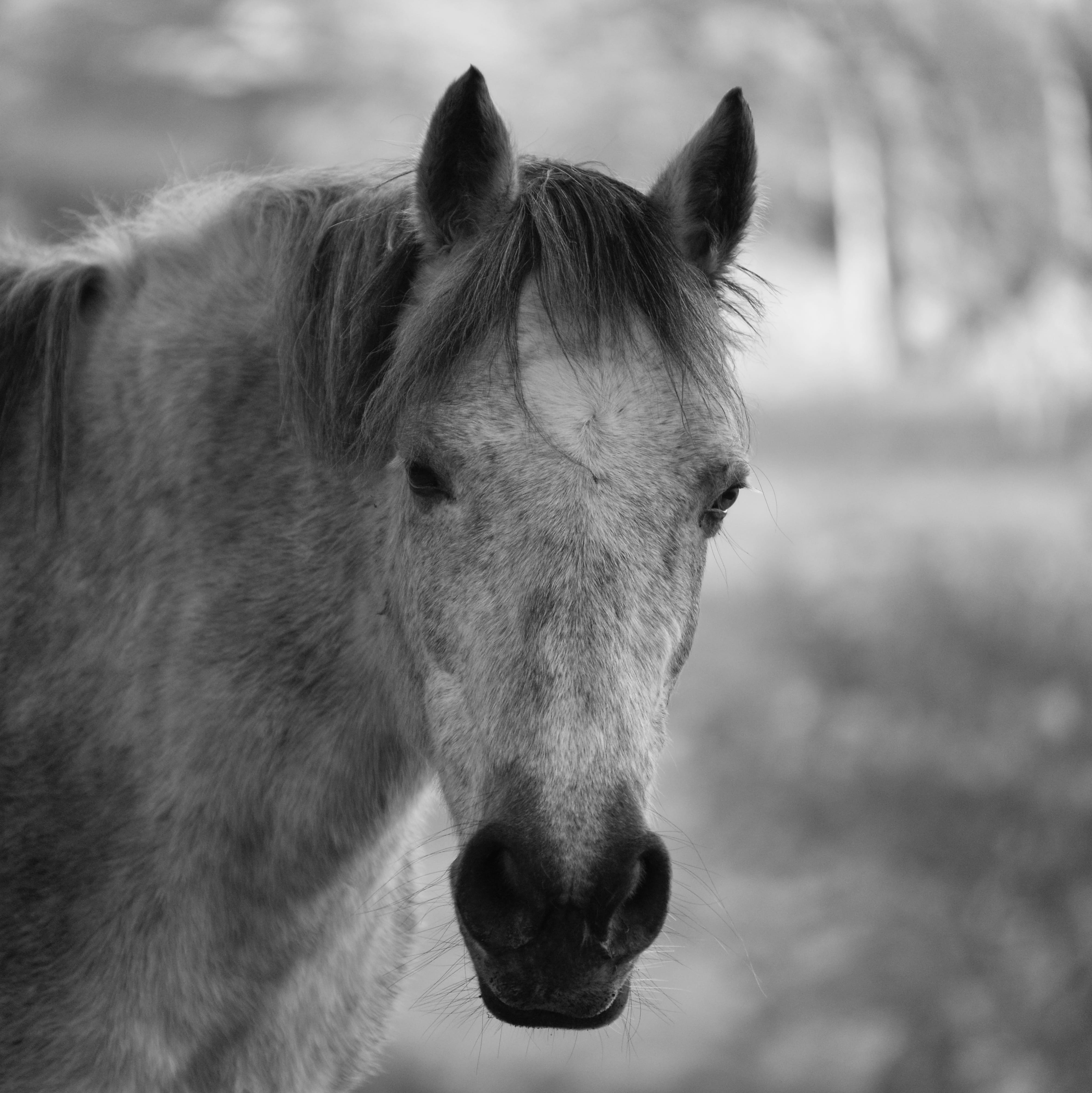 head, grayscale, vertebrate, equine, animal body part, photo, outdoors, livestock, close-up, loisir, animal wildlife, animal head, stallion, equestrian, Phone HD Wallpaper