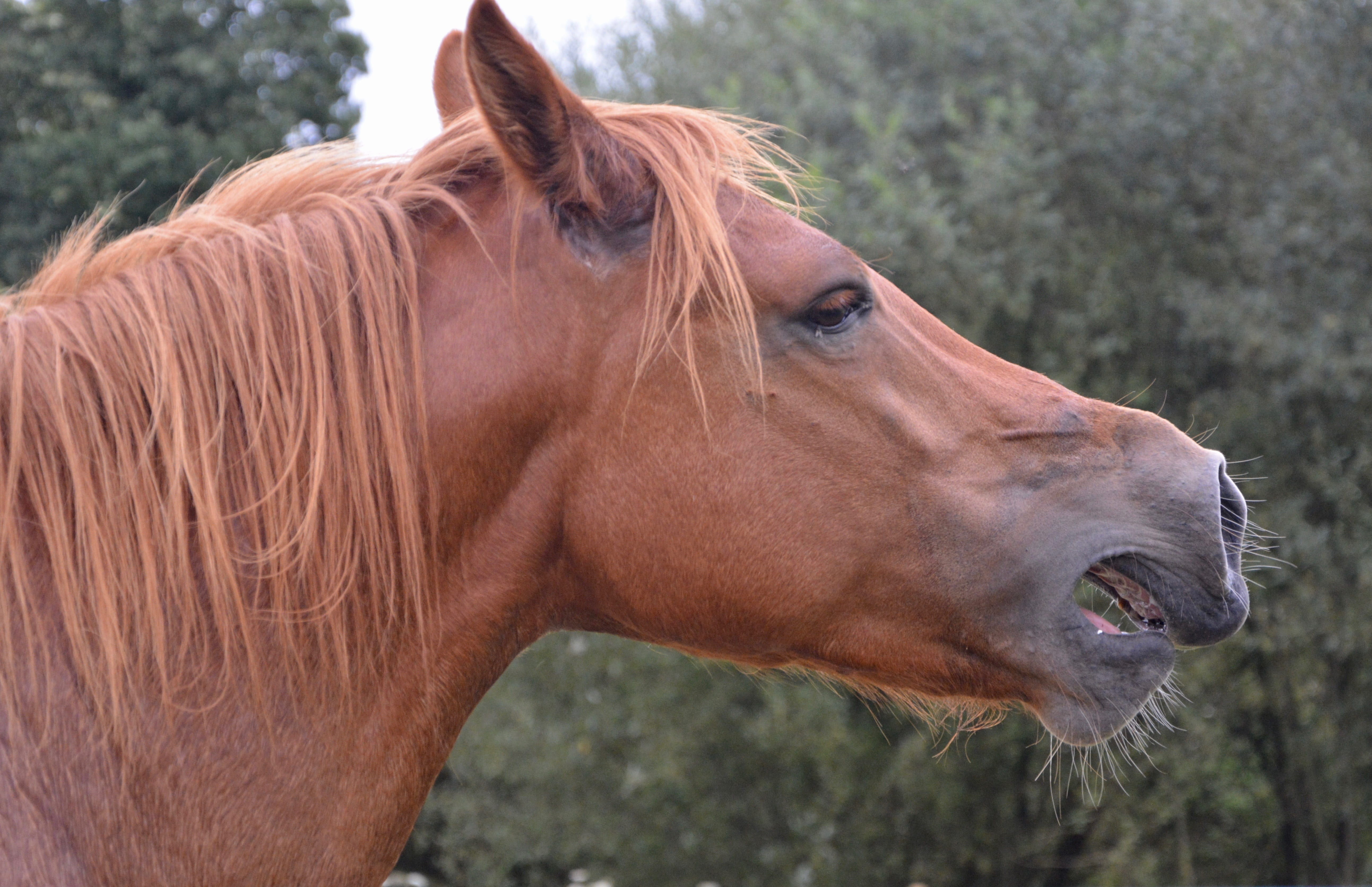 eye, cheval hennit, day, hair, horse, domestic animals, vertebrate, animal wildlife, 5K, profile, animal mouth, focus on foreground, pets, herbivorous, HD Wallpaper