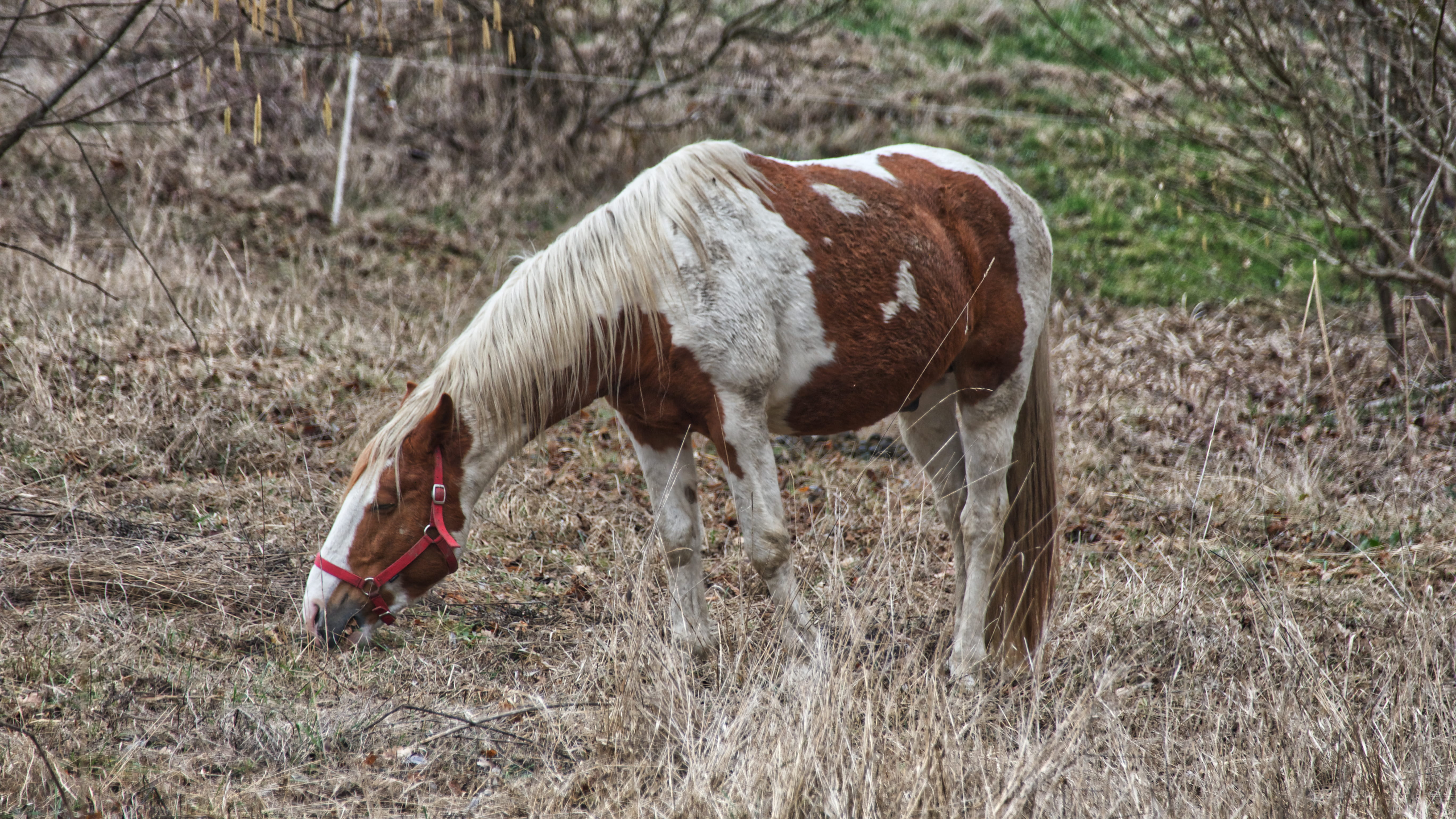 mammal, france, vertebrate, meadow, horse, ranch, cheval, colt horse, domestic animals, wildlife, plant, field, grass, land, saint-thibault-des-vignes, HD Wallpaper