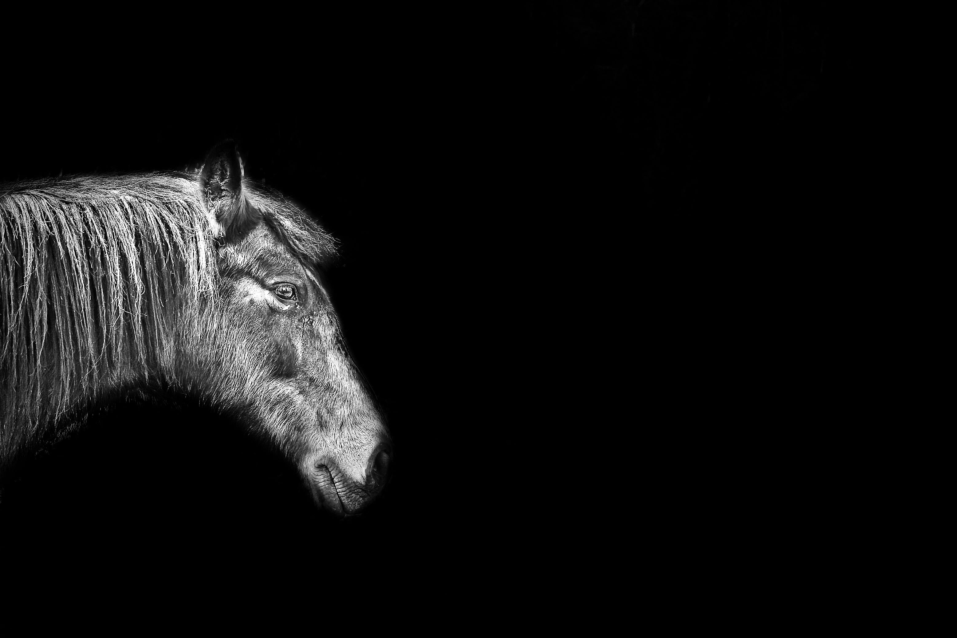bandw, mane, 2K, farm, horse, illustration, white, mammal, nandb, chalk, w  n, white horse, animal, cheval, HD Wallpaper