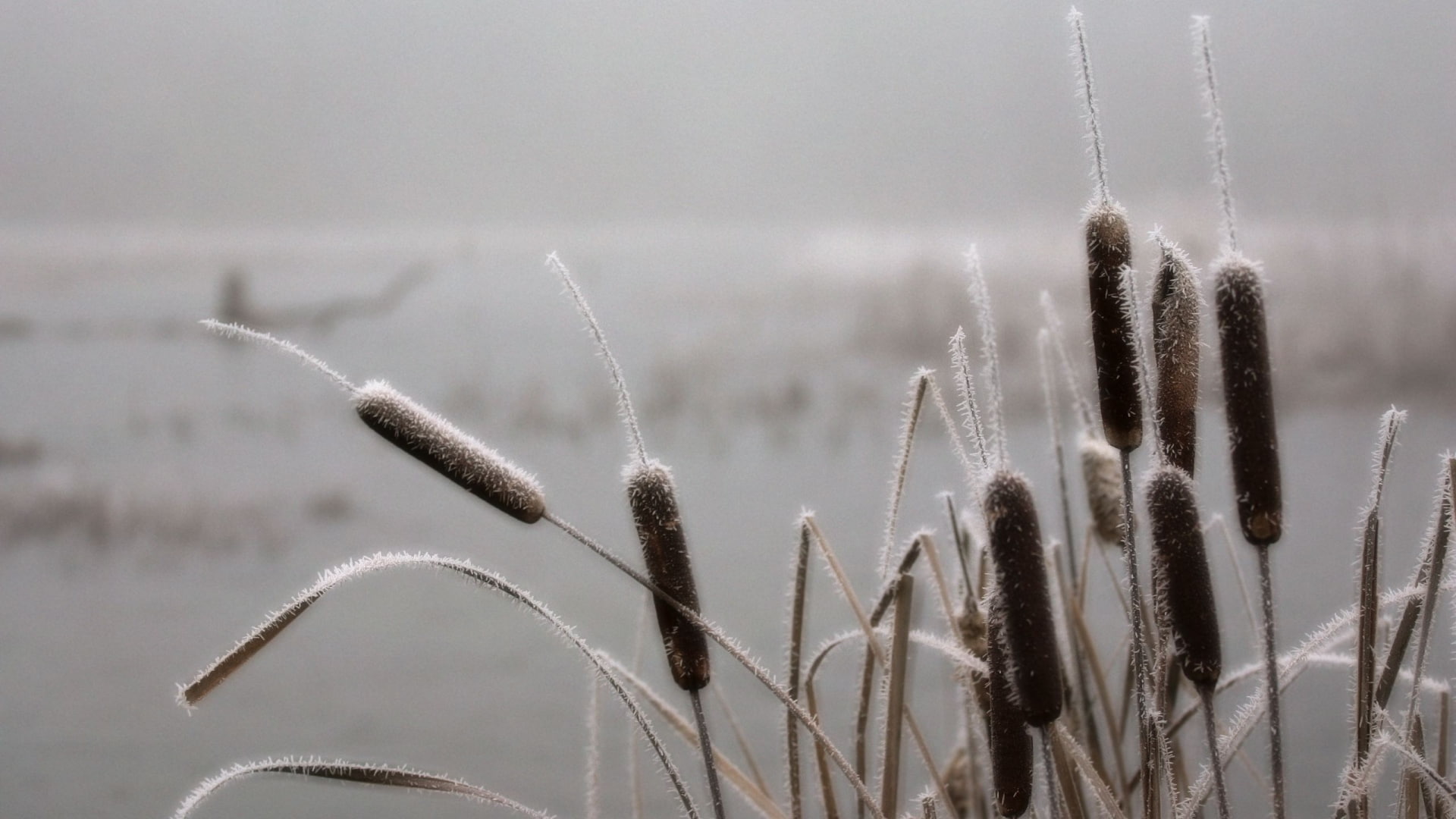 buds, nature, brown, frost, 1080P, ice, cattail, hd, flower, HD Wallpaper