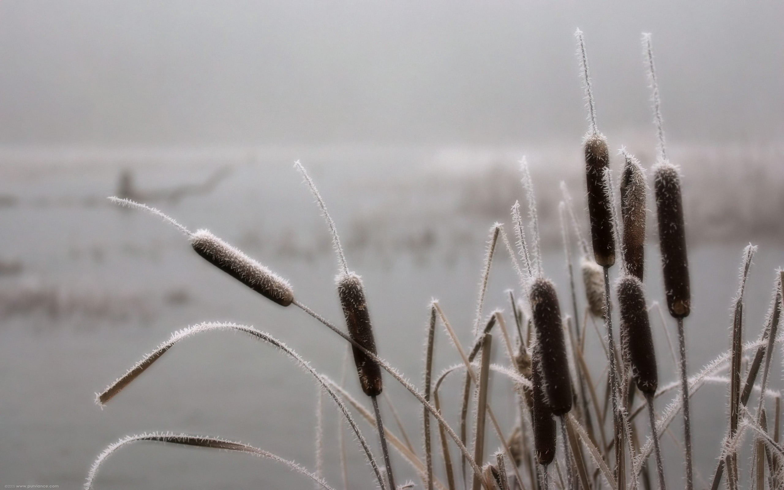 day, snow, close-up, timothy grass, meadow, 2K, frosts, season, summer, growth, flower, frozen, november, cold - Temperature, no People, water, stalk, HD Wallpaper