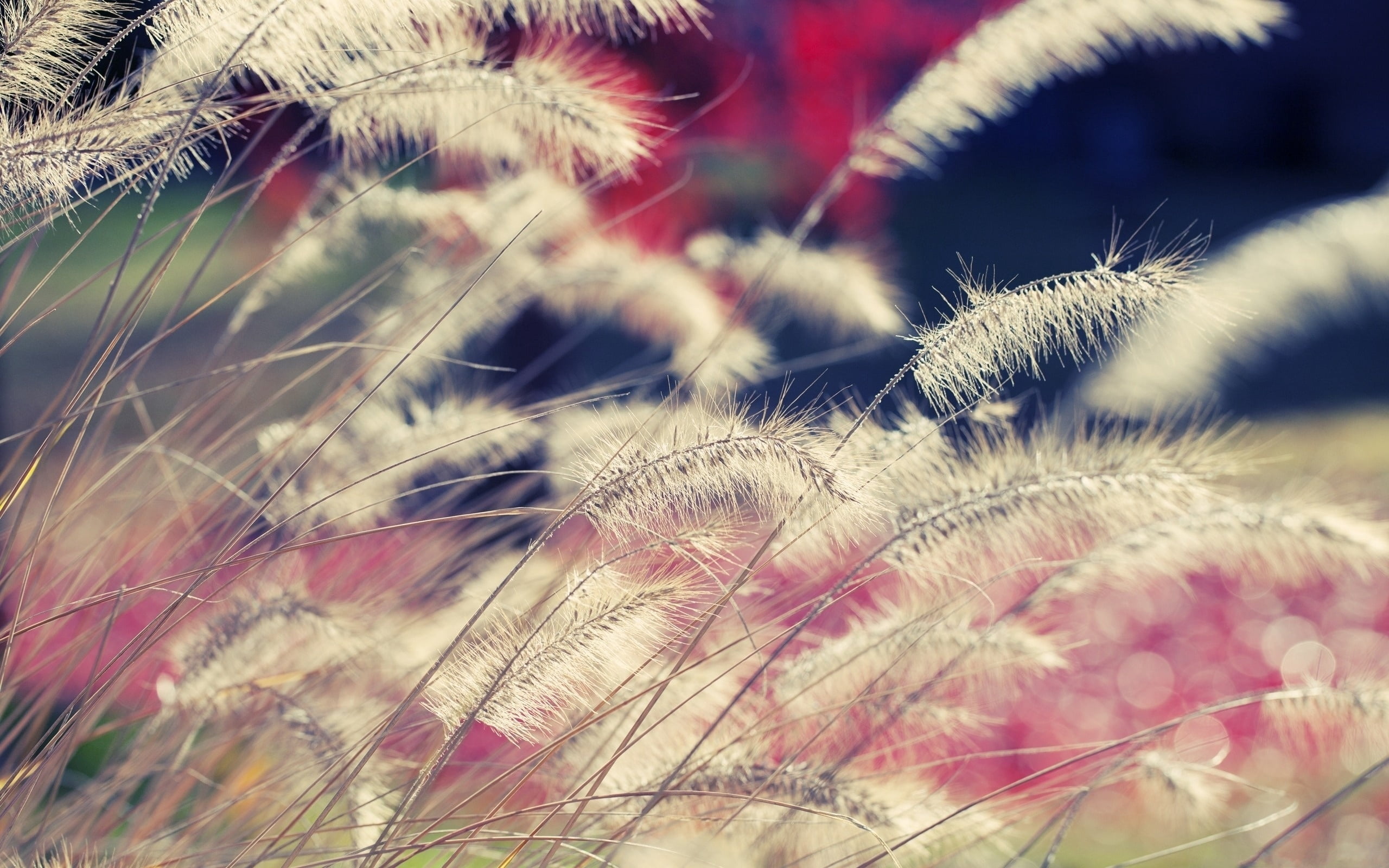 macro, focus on foreground, flower, day, field, summer, bright, plants, yellow, backgrounds, defocused, wildflower, white, dandelion seed, 2K, tranquility, HD Wallpaper