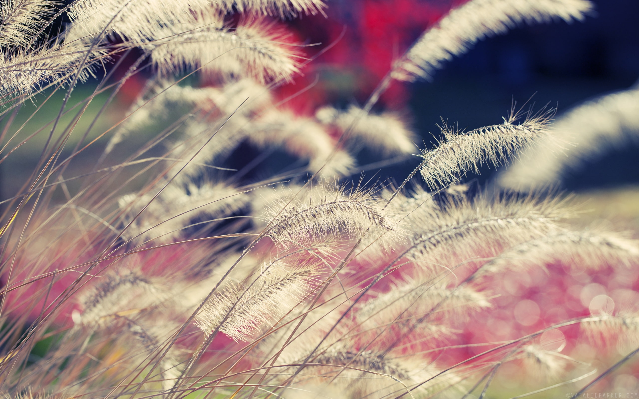 beautiful, plants, landscape, plant, day, nature, 2K, cattail, HD Wallpaper