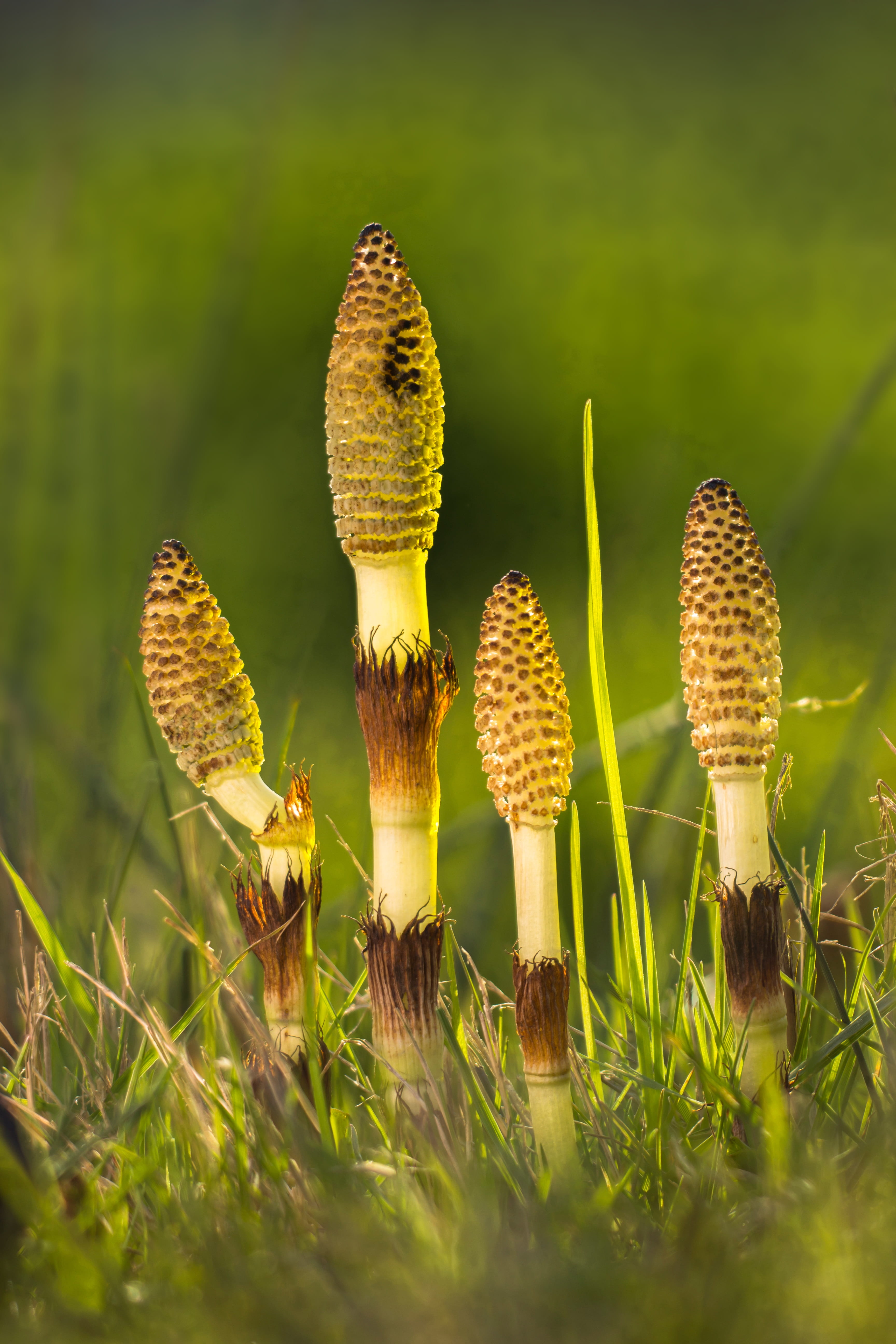 cattail, selective focus, leafed, no people, land, cat wedel, horsetail, vulnerability, sunlight, nature, field, day, green color, tranquility, 5K, outdoors, Phone HD Wallpaper