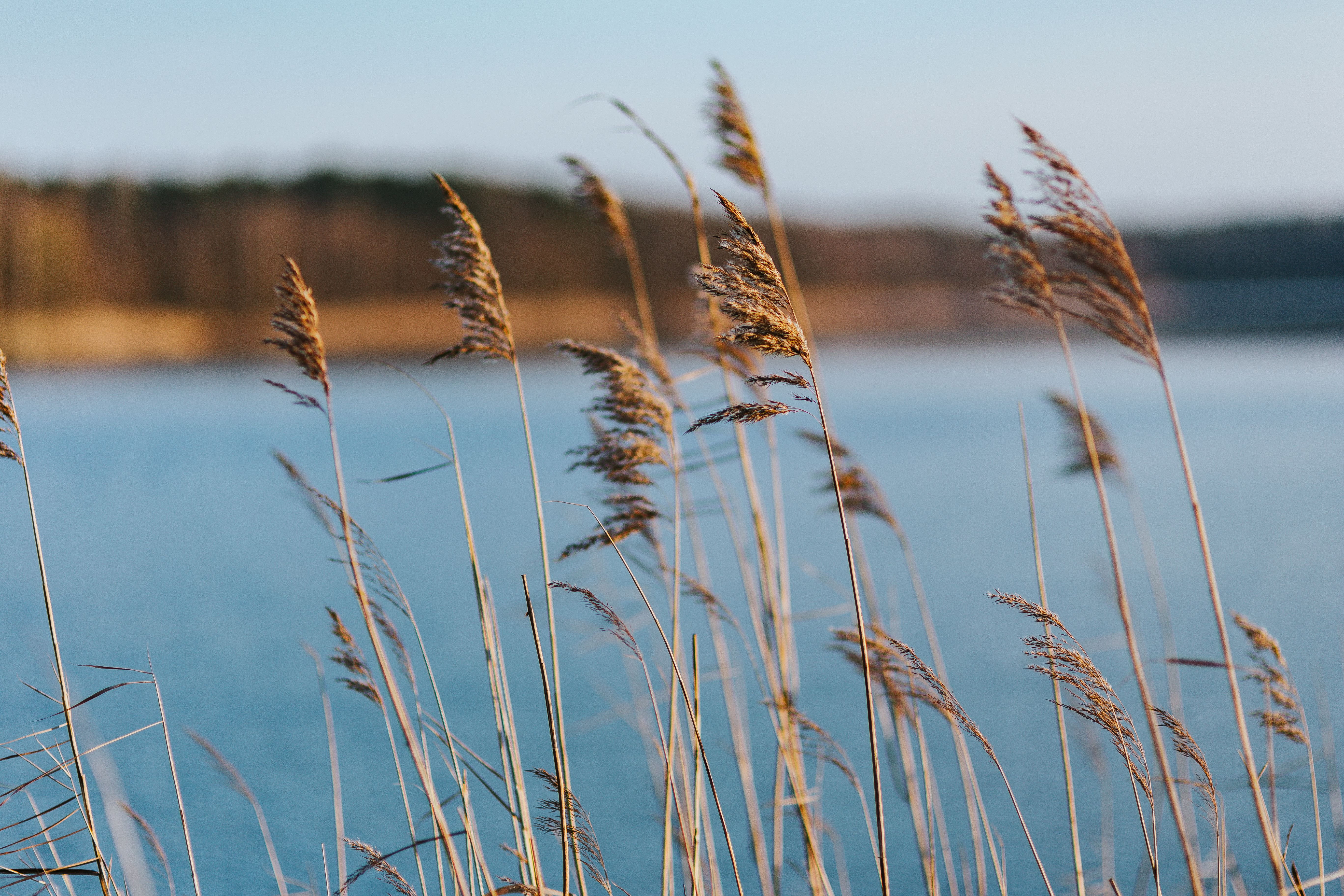 river, growth, reed - Grass Family, tranquil scene, sky, landscape, focus on foreground, blue, cereal plant, grass, by the lake, lake, scenics, crop, beauty in nature, HD Wallpaper