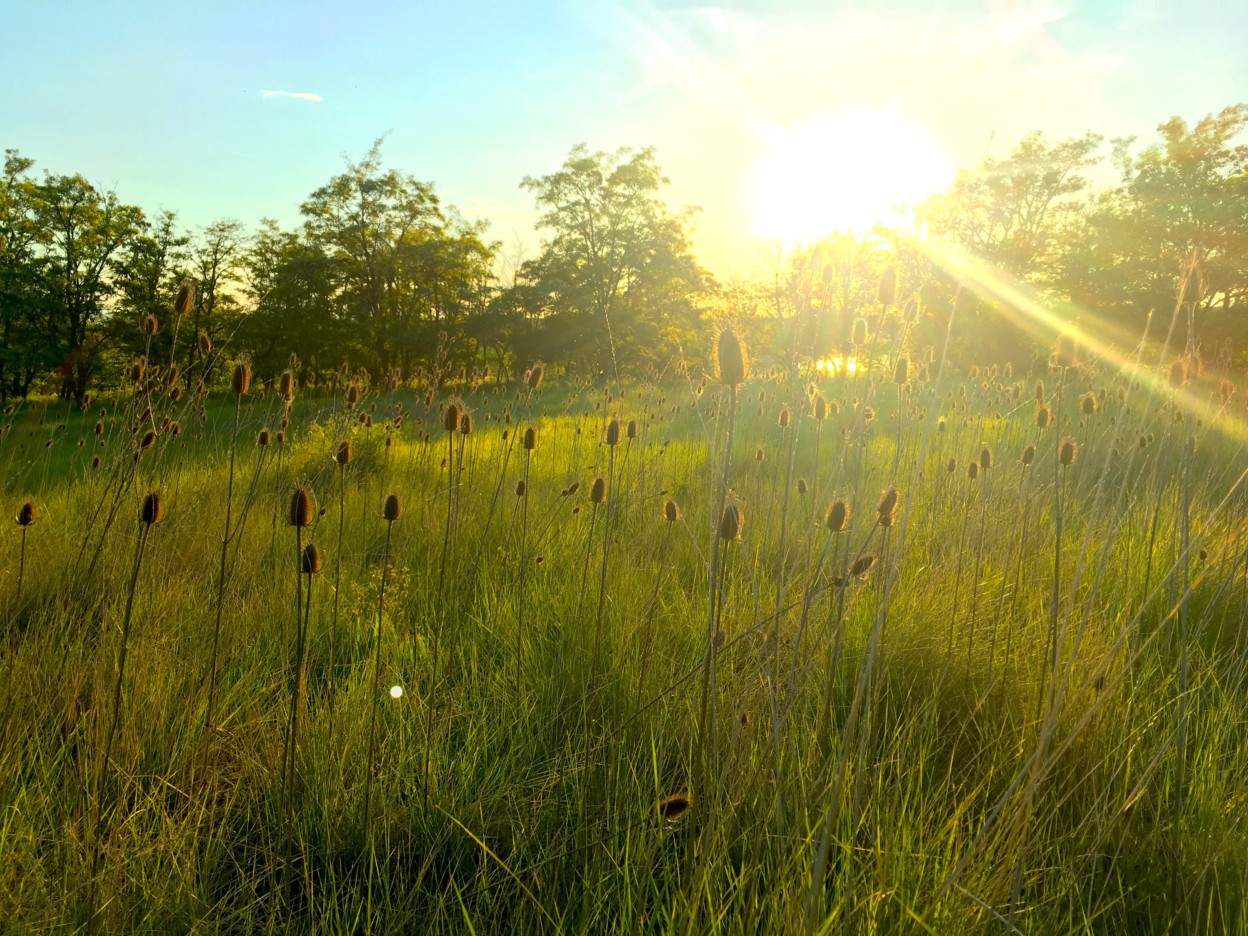 nature, natural, scenery, tree, field, sky, grass, light, scenics - nature, 4K, floral, environment, green color, non-urban scene, dusk, green, landscape, HD Wallpaper