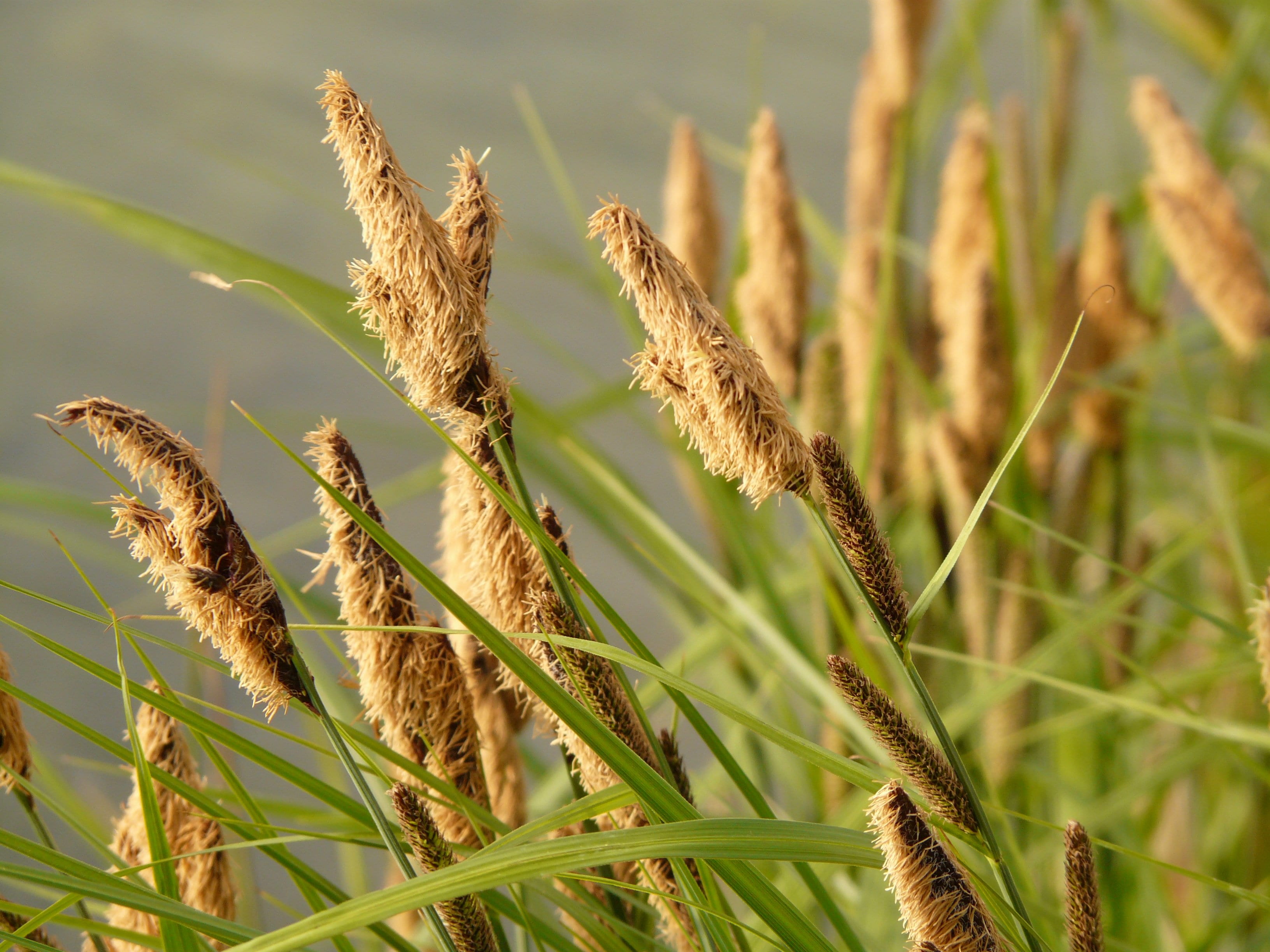 sour grass greenhouse, carex acutiformis, brown, rush, no people, day, beauty in nature, sunlight, stalk, plant stem, 2K, sharp edged sedge, agriculture, HD Wallpaper