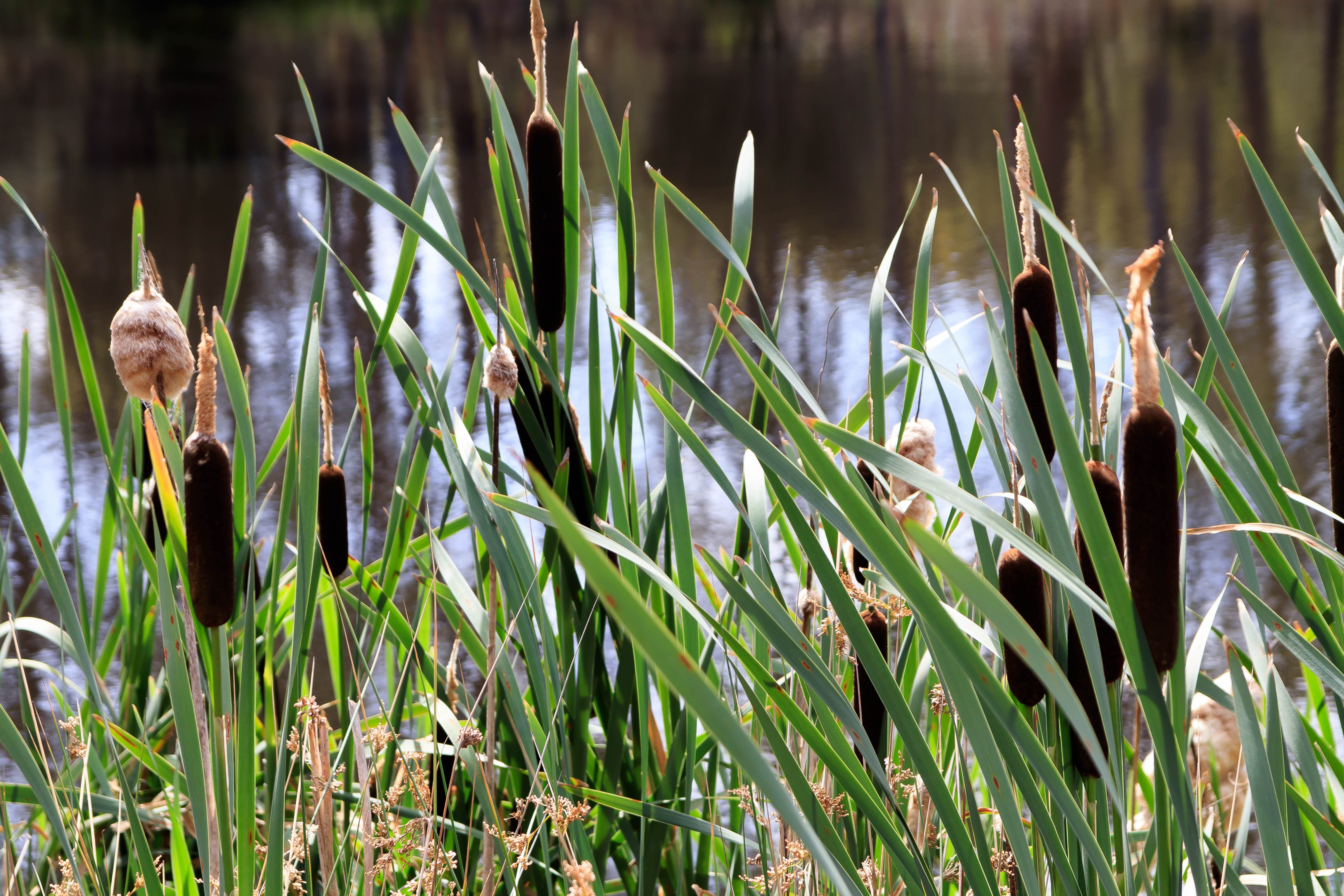 blade of grass, focus on foreground, tranquility, flora, growth, vulnerability, cattail, fragility, field, animals, outdoors, green color, peter murrell, HD Wallpaper