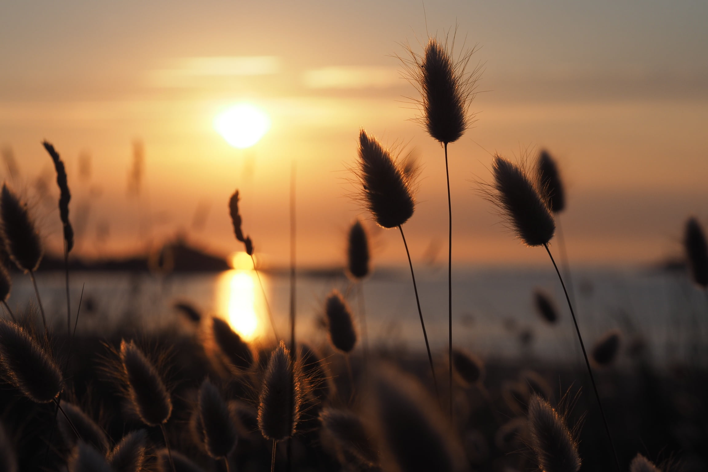photography, summer, sun, dusk, nature, sunlight, 1080P, sunrise - Dawn, sunset, bretagne, cattail, HD Wallpaper