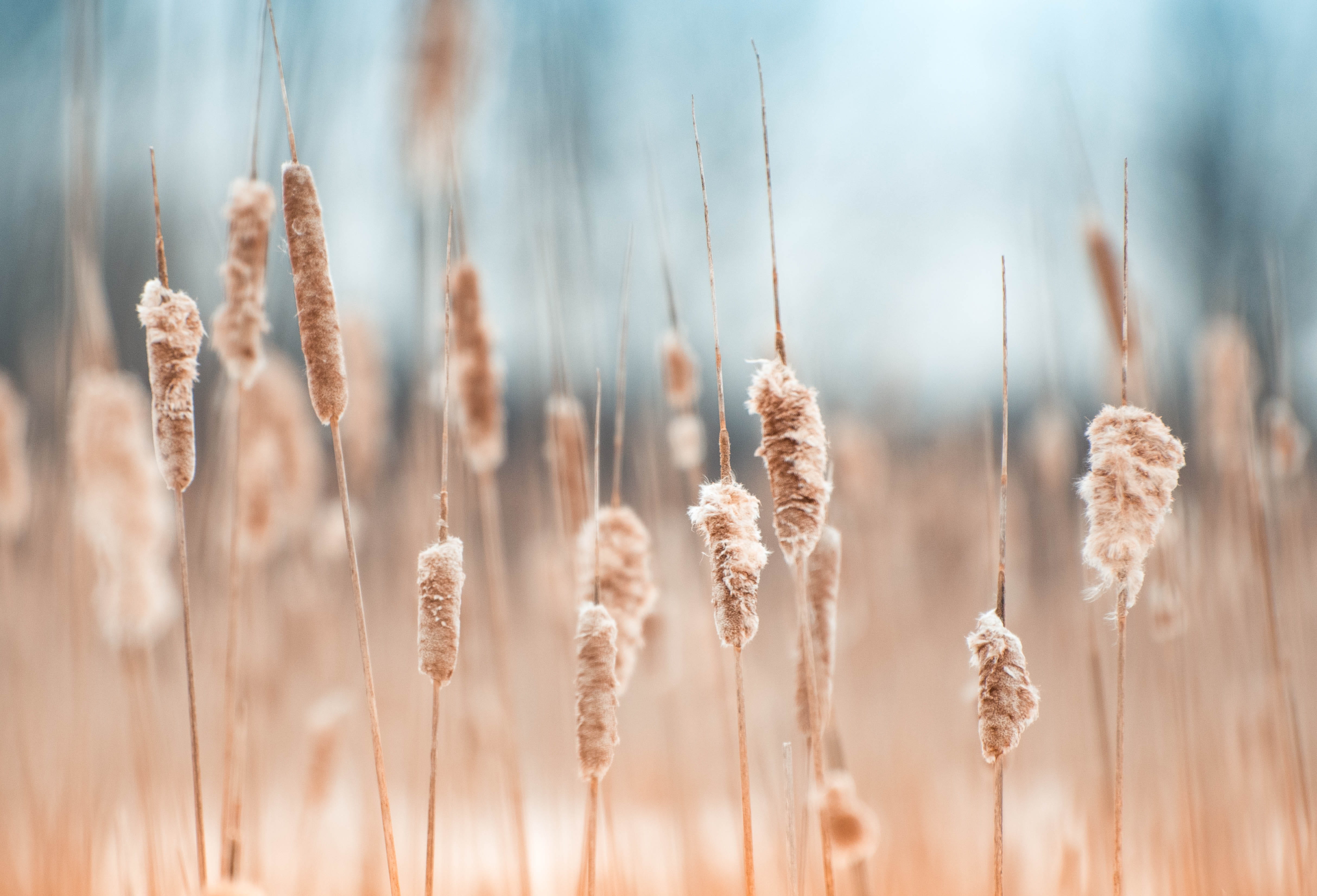 photography, no people, agriculture, brown, cereal plant, field, plants, land, focus on foreground, outdoors, cattail, day, close-up, beauty in nature, HD Wallpaper