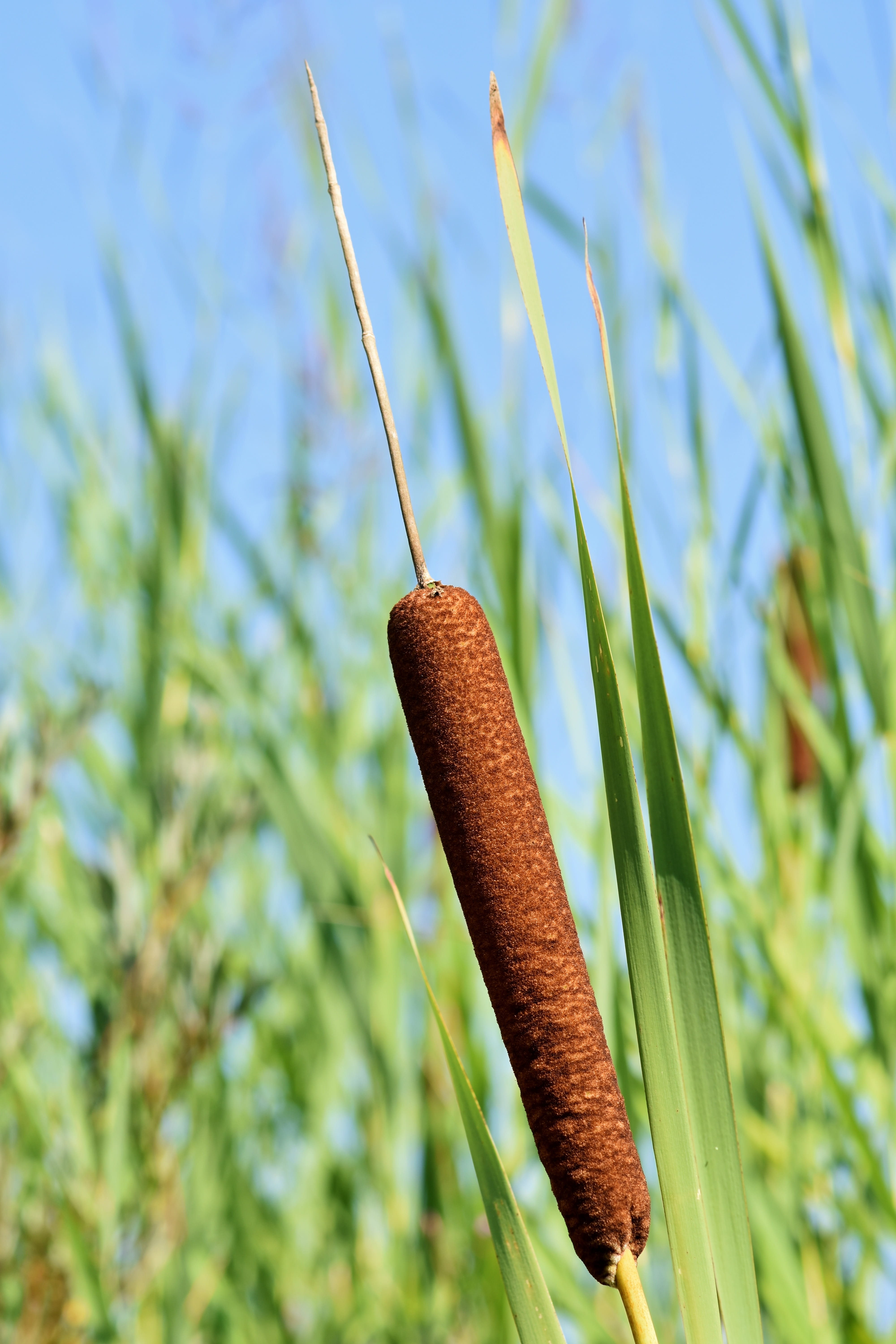 brown, green color, beauty in nature, reed, kanonenputzer, nature, low angle view, sunlight, grass, tree, focus on foreground, marsh plant, tranquility, Phone HD Wallpaper