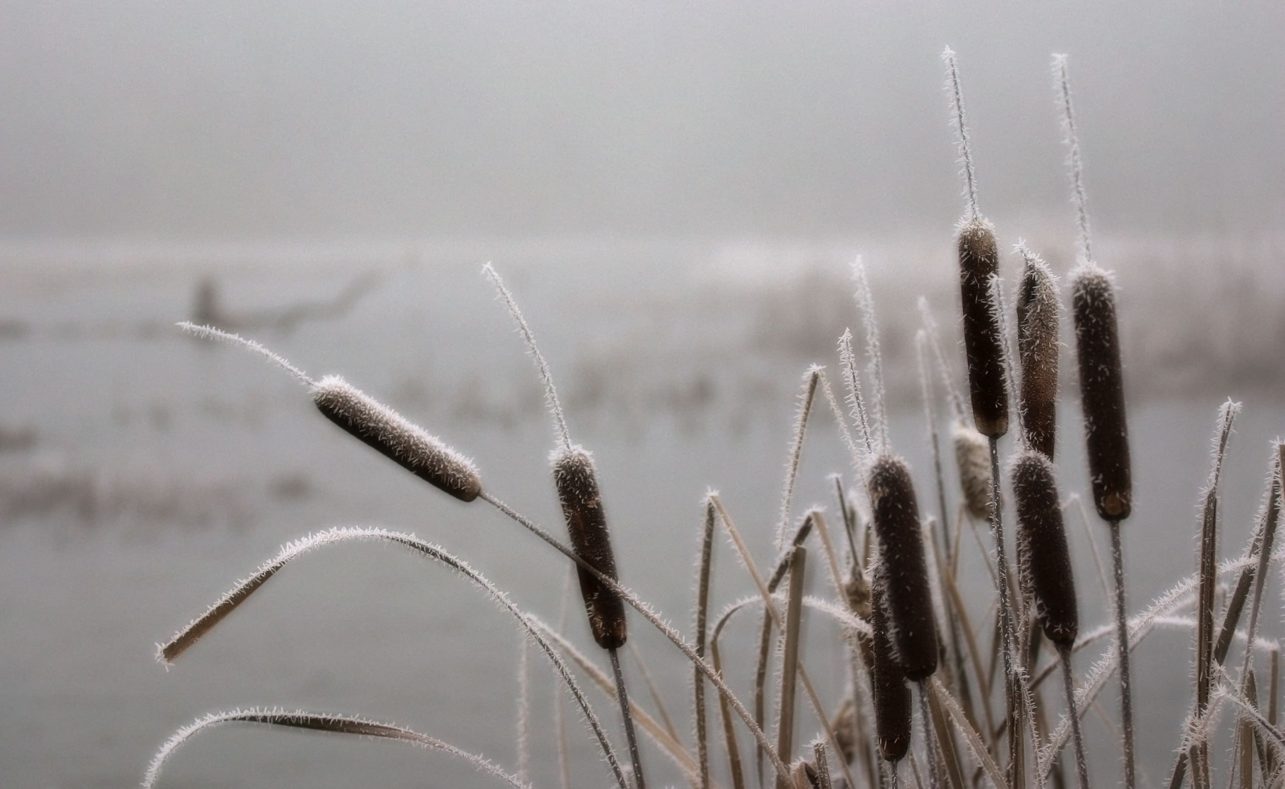 Frosted, Nature, Cattails, 2K, Landscape, HD Wallpaper