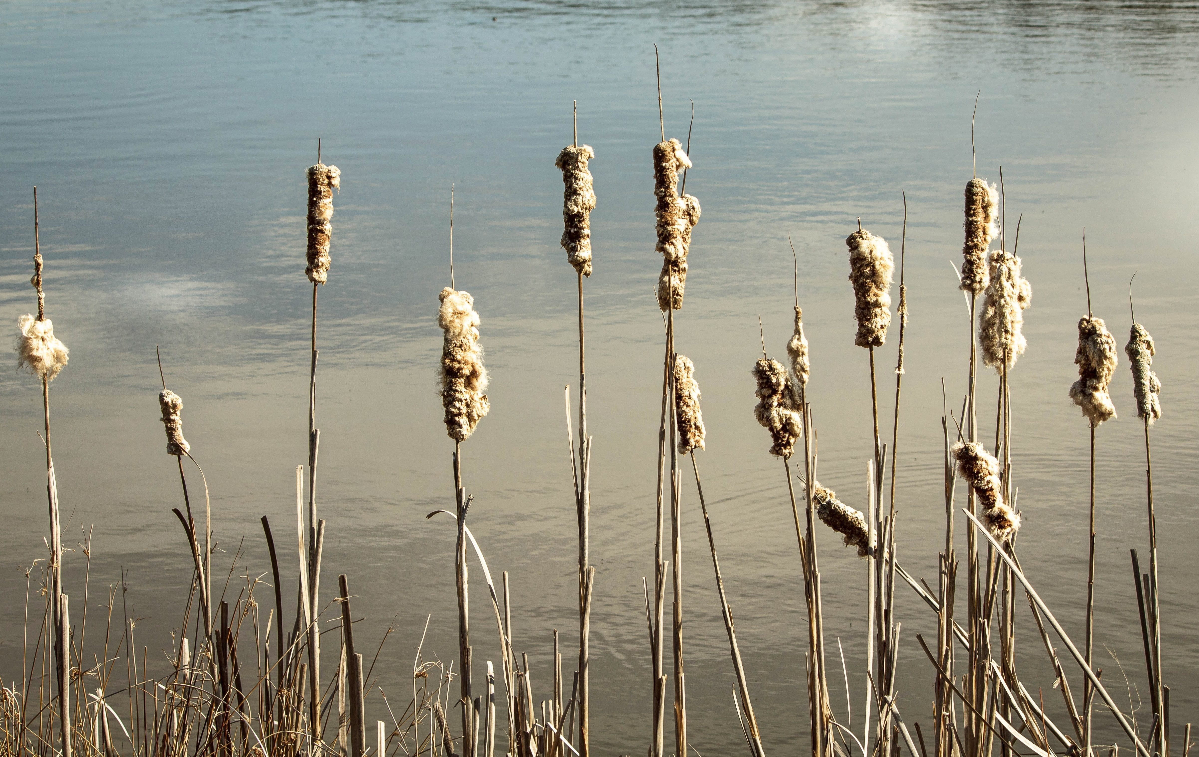 pond, growth, dry, beauty in nature, reed, plant, cattail caterpillar moth, no people, tranquil scene, rushes, reeds, bulrush, lakeshore, typha, high angle view, HD Wallpaper