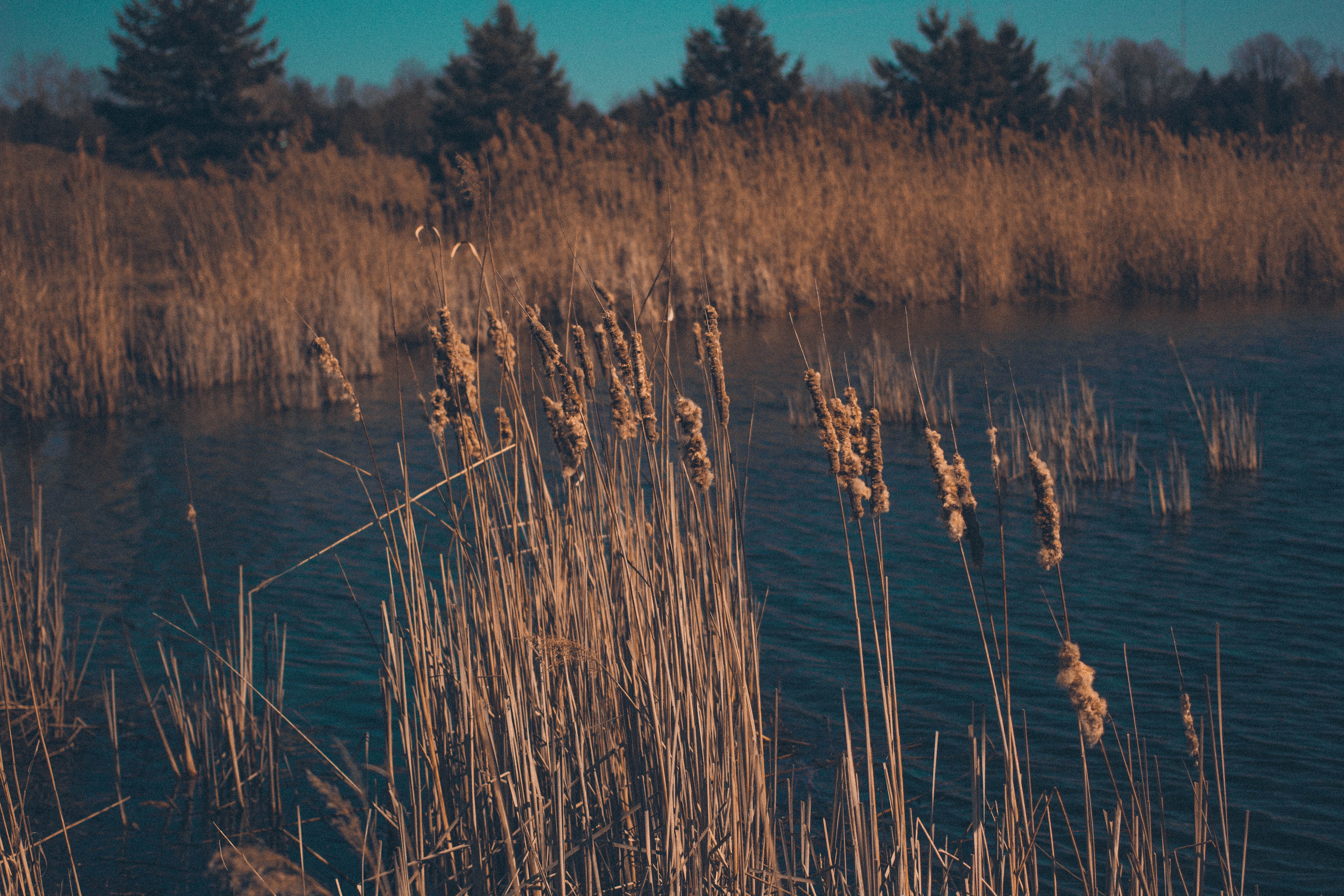 yellow, morning, beauty In Nature, tranquil Scene, swamp, plant, reflection, blue, tree, sunlight, marsh, reed - Grass Family, scenics, grass, outdoors, HD Wallpaper