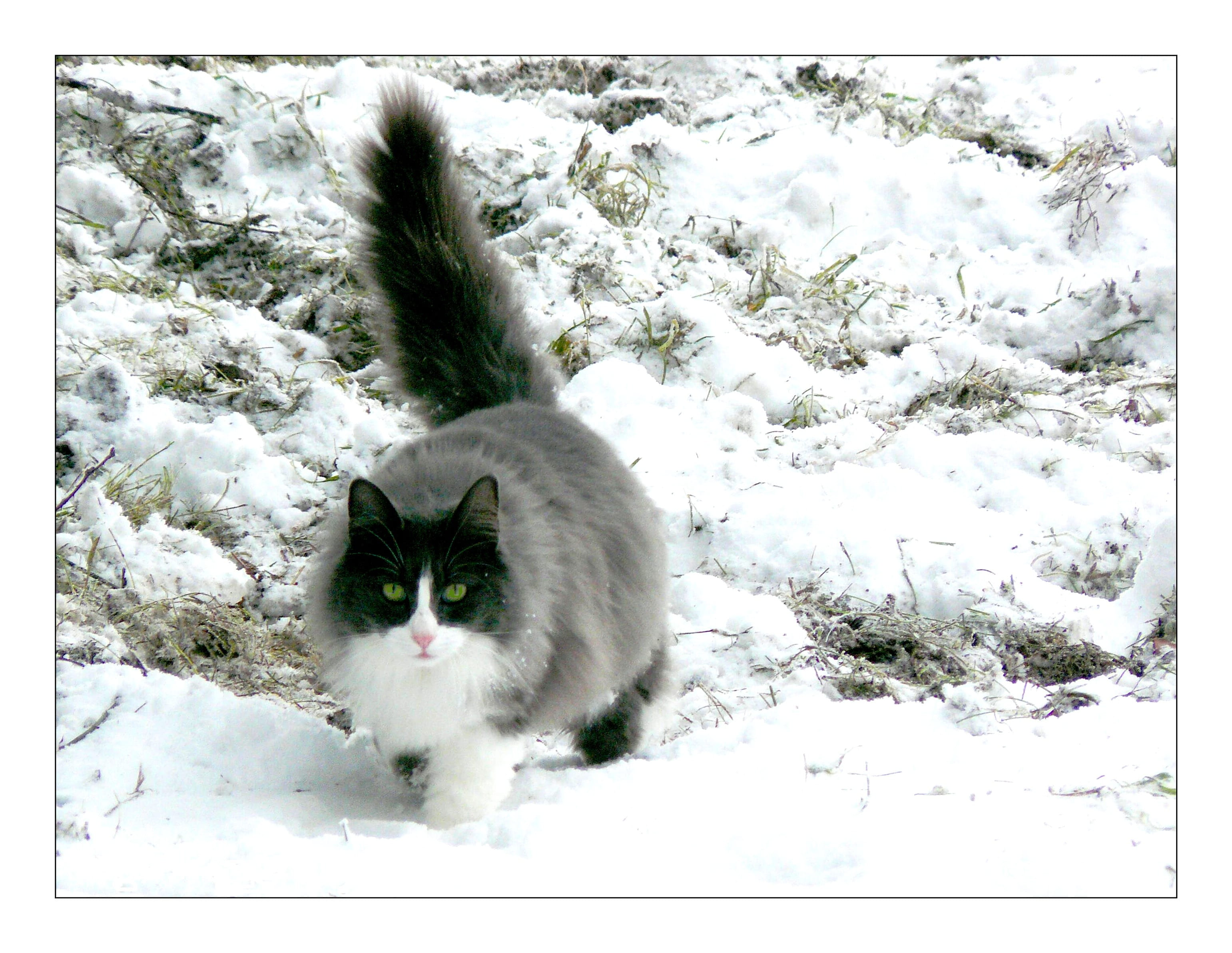 pet, animals, domestic, mammal, walking on, cats eyes, meadow, snow, german longhaired pointer, fur, white cat, one animal, cold temperature, white, white color, HD Wallpaper