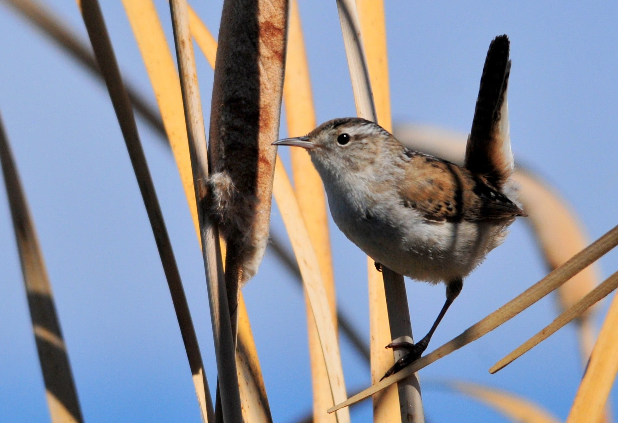 vertebrate, day, brown, little, perching, grass, animal wildlife, one animal, nature, focus on foreground, animal, animals in the wild, bird, low angle view, HD Wallpaper