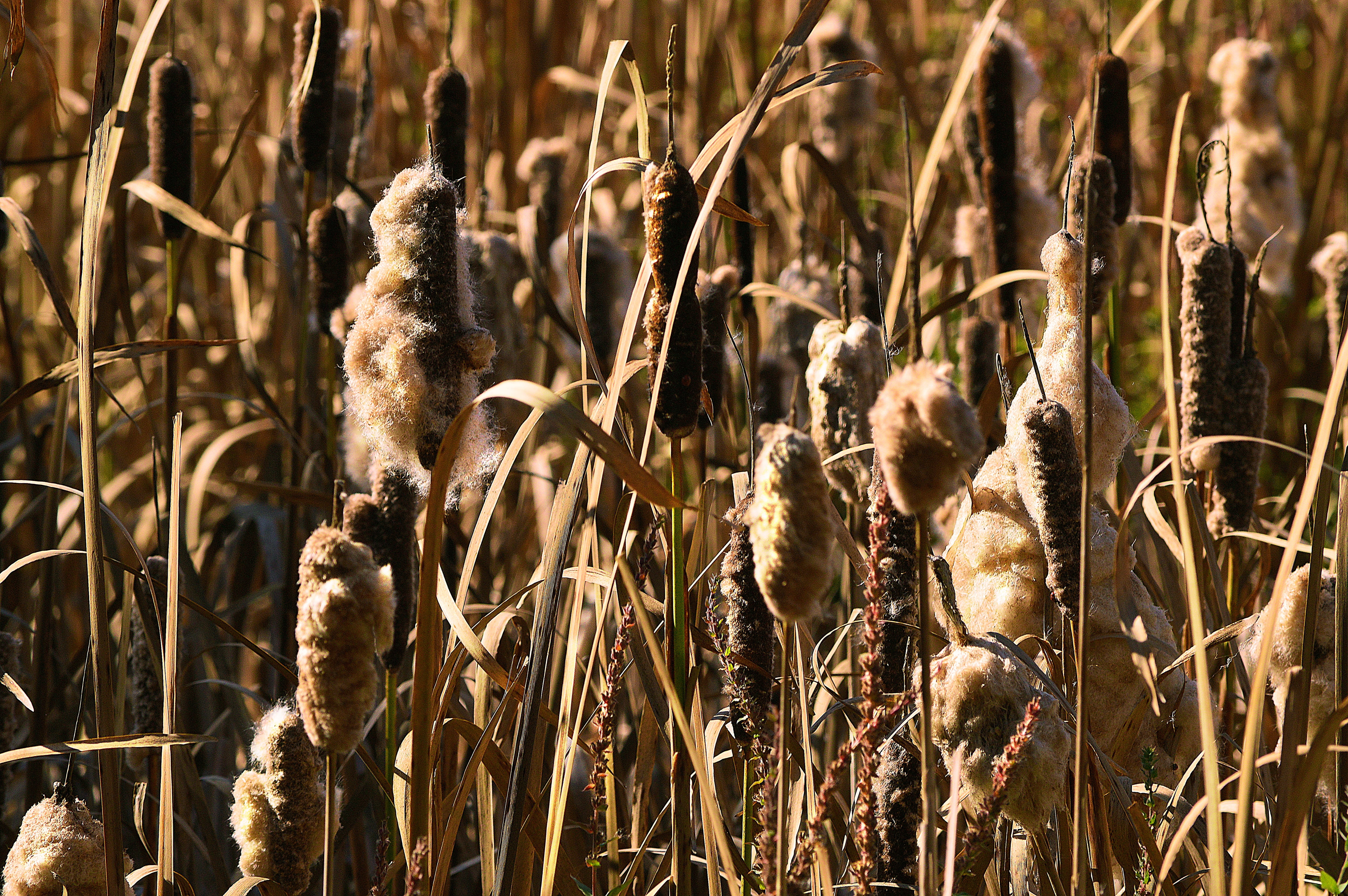 growth, no people, agriculture, swamp, wetland, nature, brown, 4K, focus on foreground, bullrush, land, sunlight, cattails, beauty in nature, plant stem, HD Wallpaper