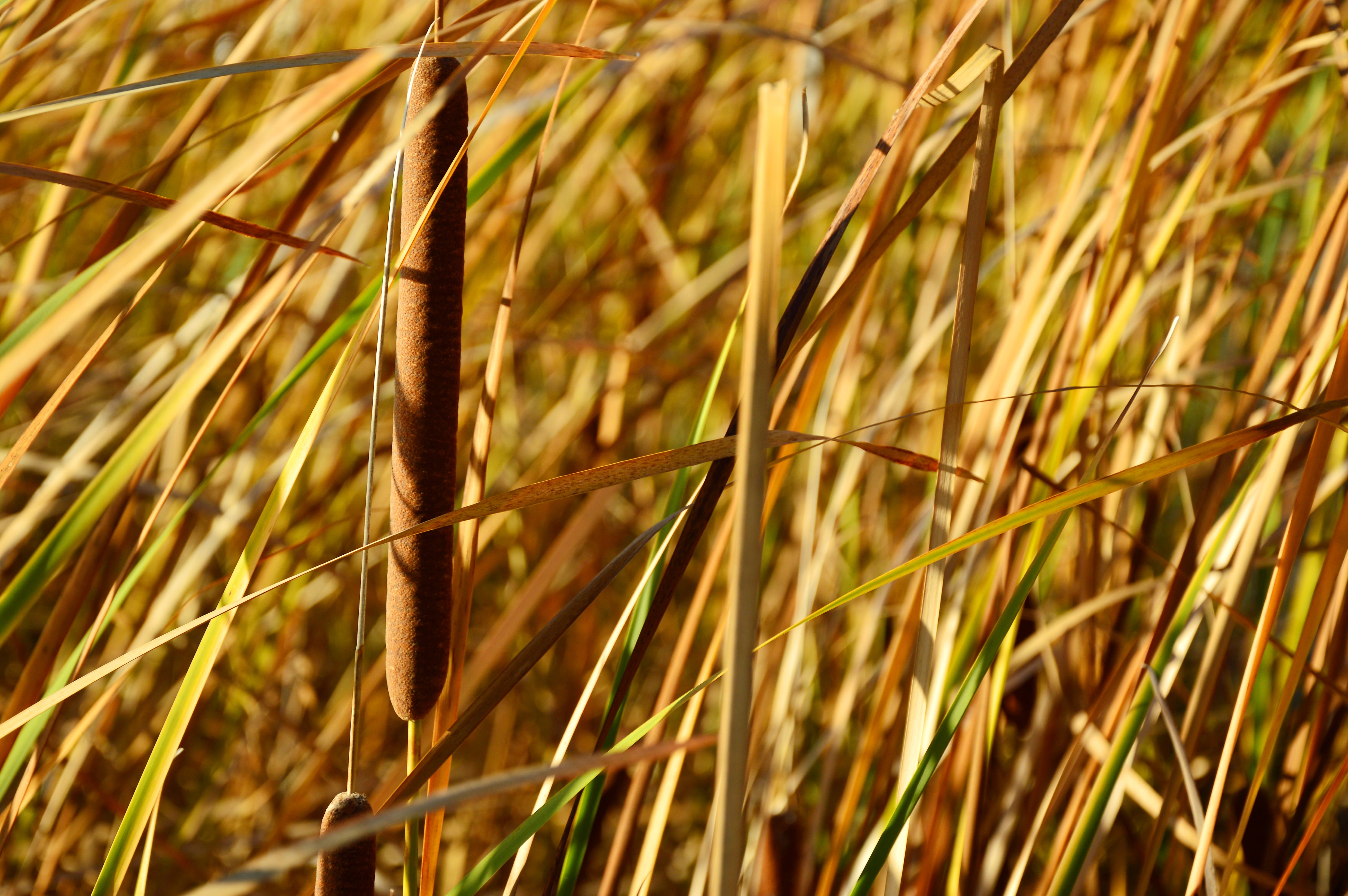 crop, agriculture, poaceae, wind, cattail, material, land, no people, plant, day, farm, tranquility, riet, outdoors, reed, growth, landscape, grass, sunlight, HD Wallpaper