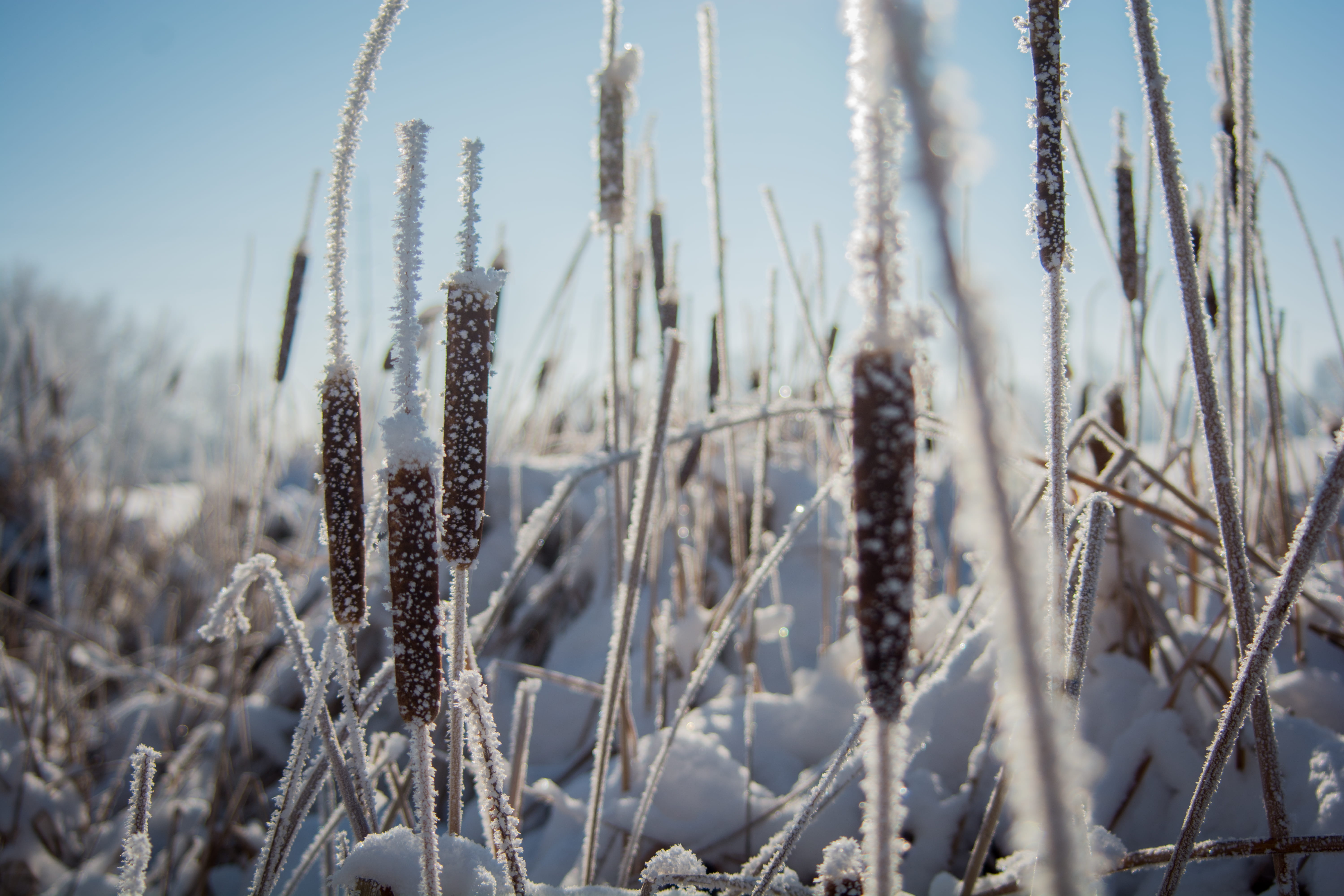 field, lake, frost, growth, bokeh, sun, beauty in nature, geese, day, no people, 5K, nature, cattail, winter, land, pond, plant, cold temperature, tranquility, HD Wallpaper