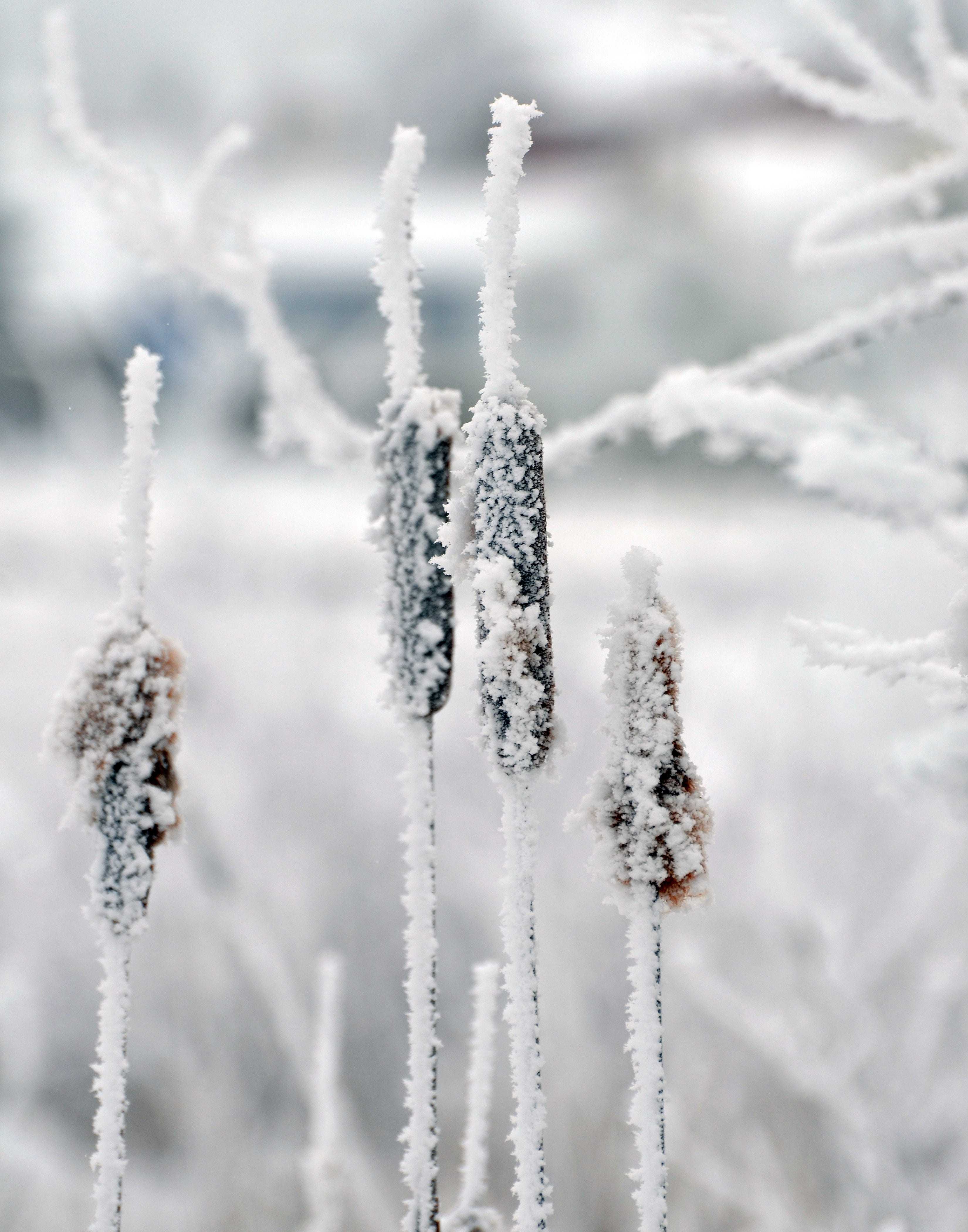 snow, winter, cold, covering, bulrush, day, outdoors, frost, water, swamp, environment, white, wetland, powder snow, tranquil scene, beauty in nature, frozen, Phone HD Wallpaper