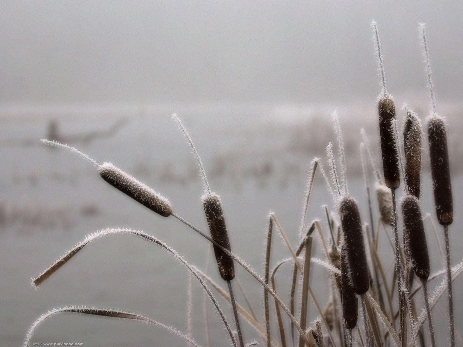 weather, nature, canes, snow, dry, day, land, frost, crop, agriculture, field, season, focus on foreground, frozen, beauty In Nature, cattail, meadow, tranquility, HD Wallpaper