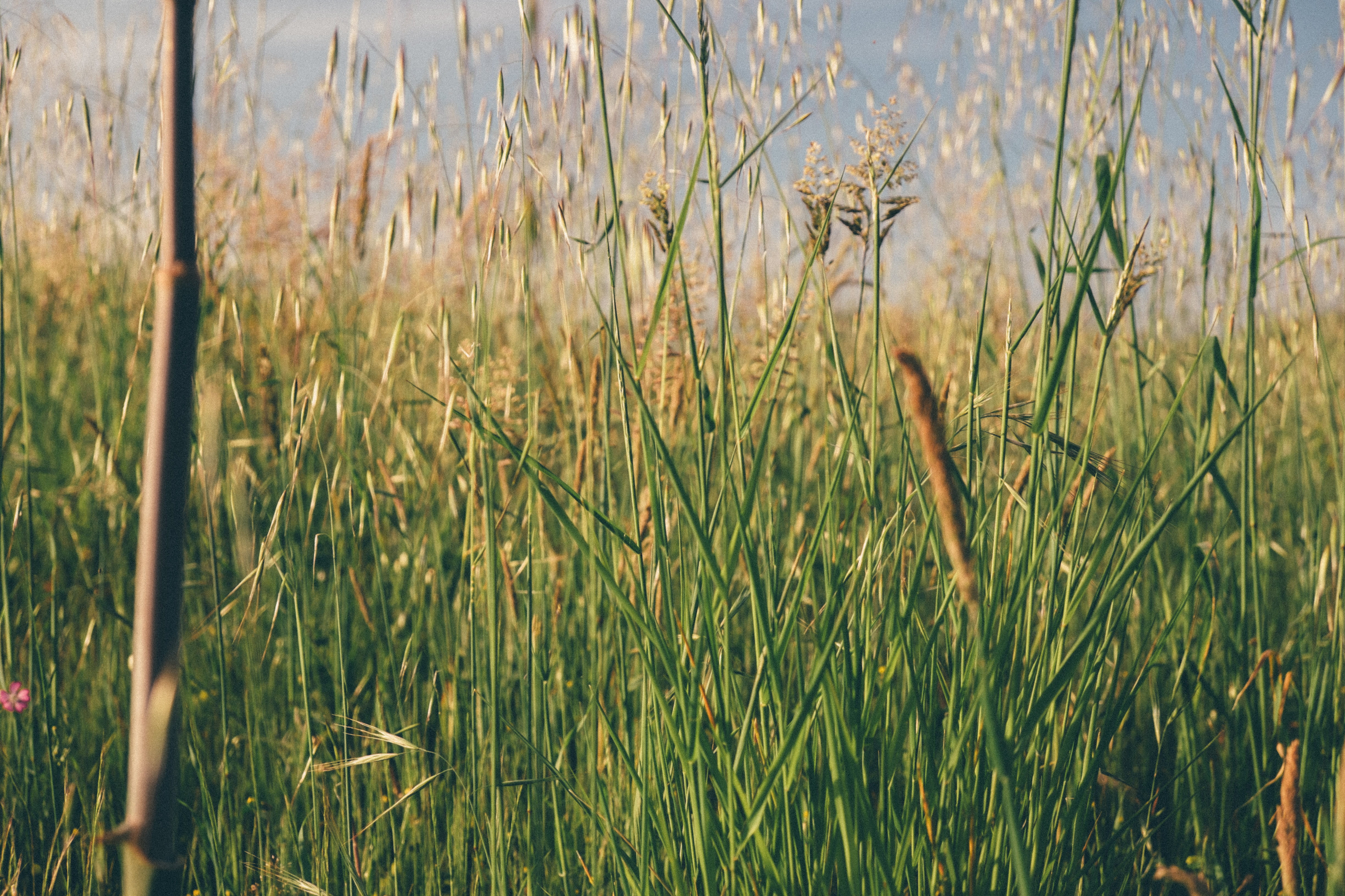 nature, water, plant, lake, cattail, scenics - nature, sunlight, outdoors, fields, spring, season, springtime, green Color, summer, pink, beauty in nature, HD Wallpaper