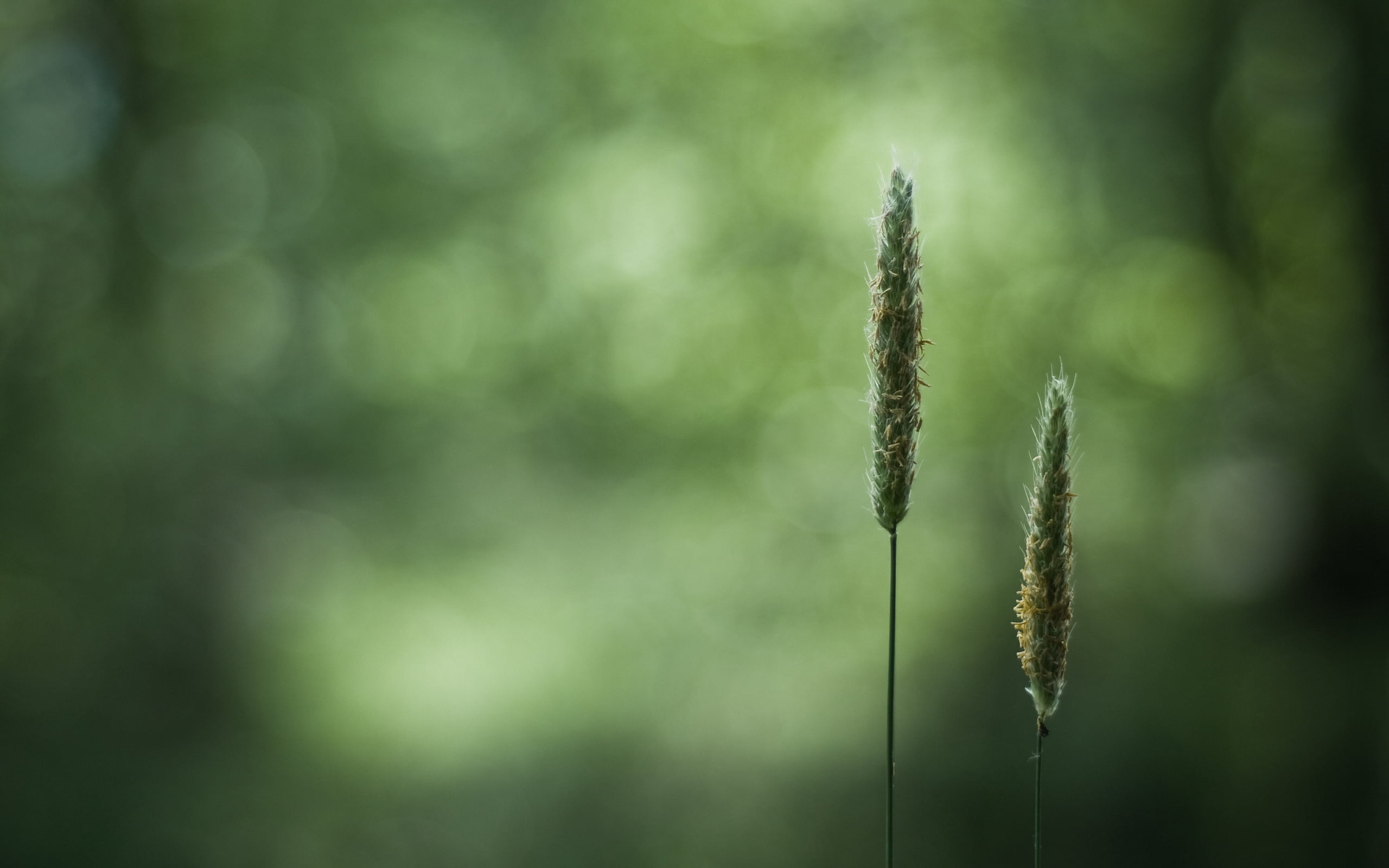beauty In Nature, fragility, light, tranquil scene, leafed, sunlight, springtime, stem, yellow, seed, no People, close-up, autumn, tranquility, rural Scene, HD Wallpaper