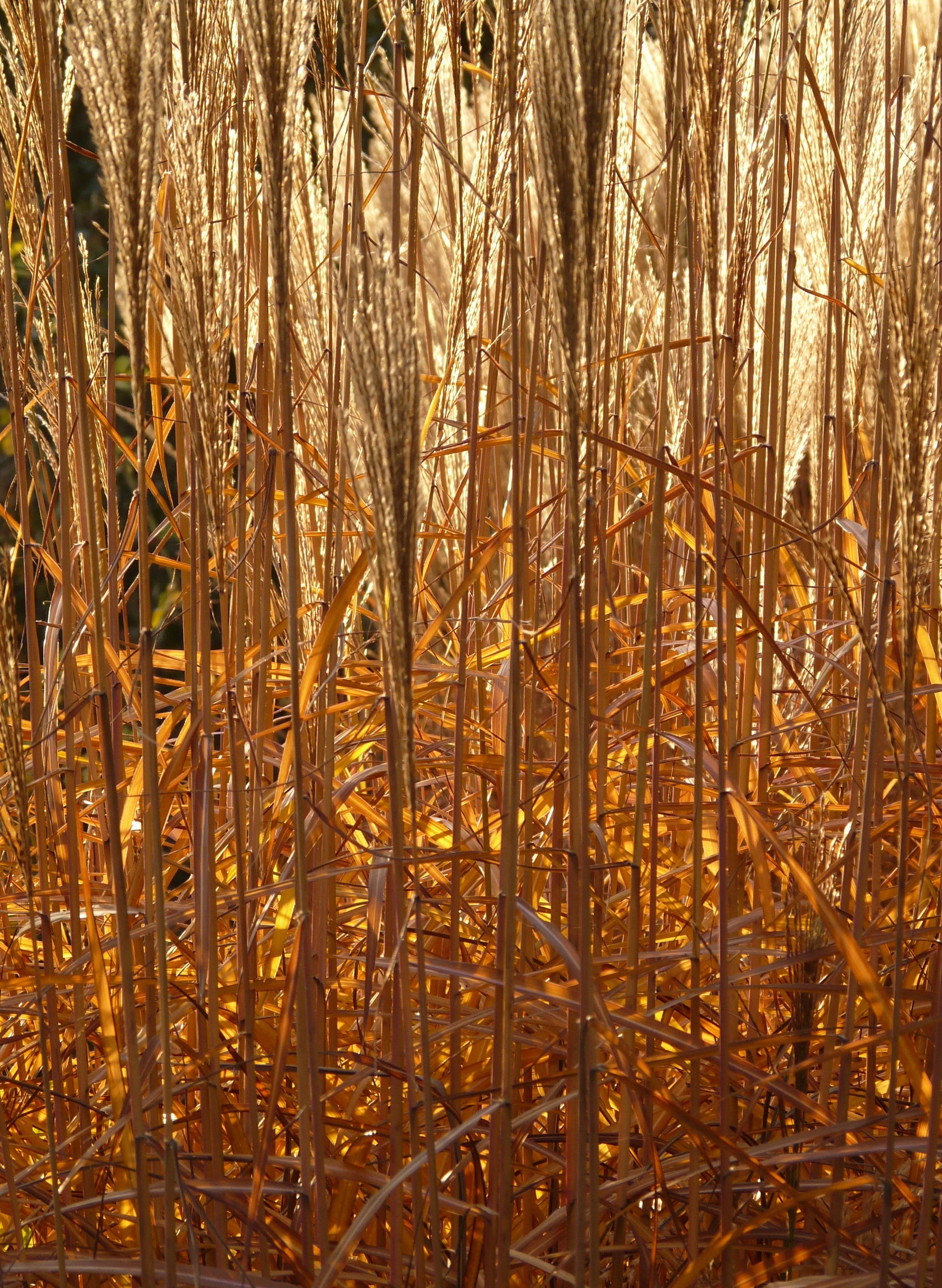 bamboo grassedit this page, silver spring, 2K, dry, ornamental plant, back light, stalk, yellow, sunlight, poaceae, outdoors, no people, golden, field, Phone HD Wallpaper