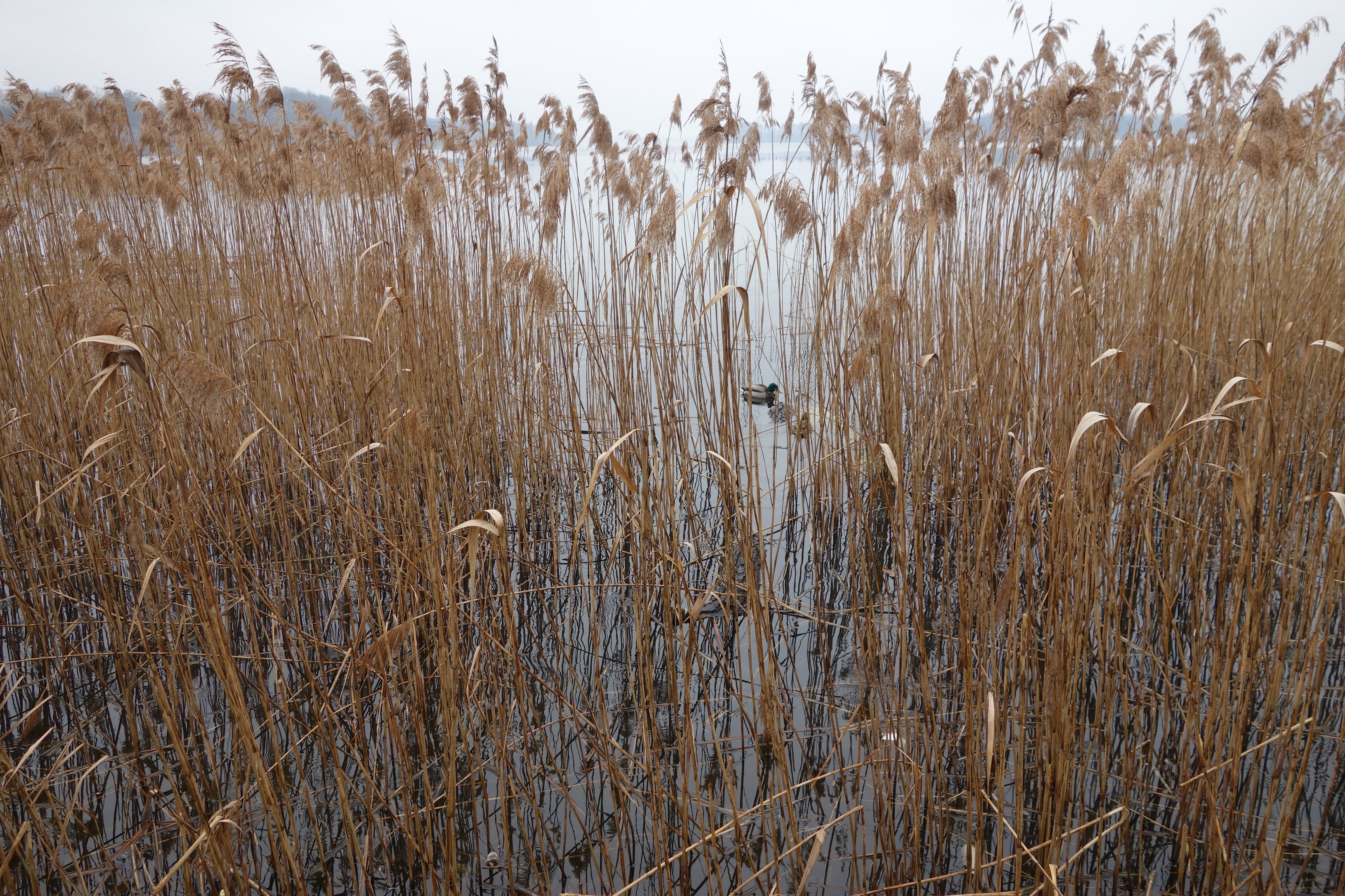 dry, landscape, growth, grass, plant, tranquility, beauty in nature, outdoors, nature, sky, 5K, autumn, lake, no people, reed, rush, tranquil scene, scenics - nature, HD Wallpaper