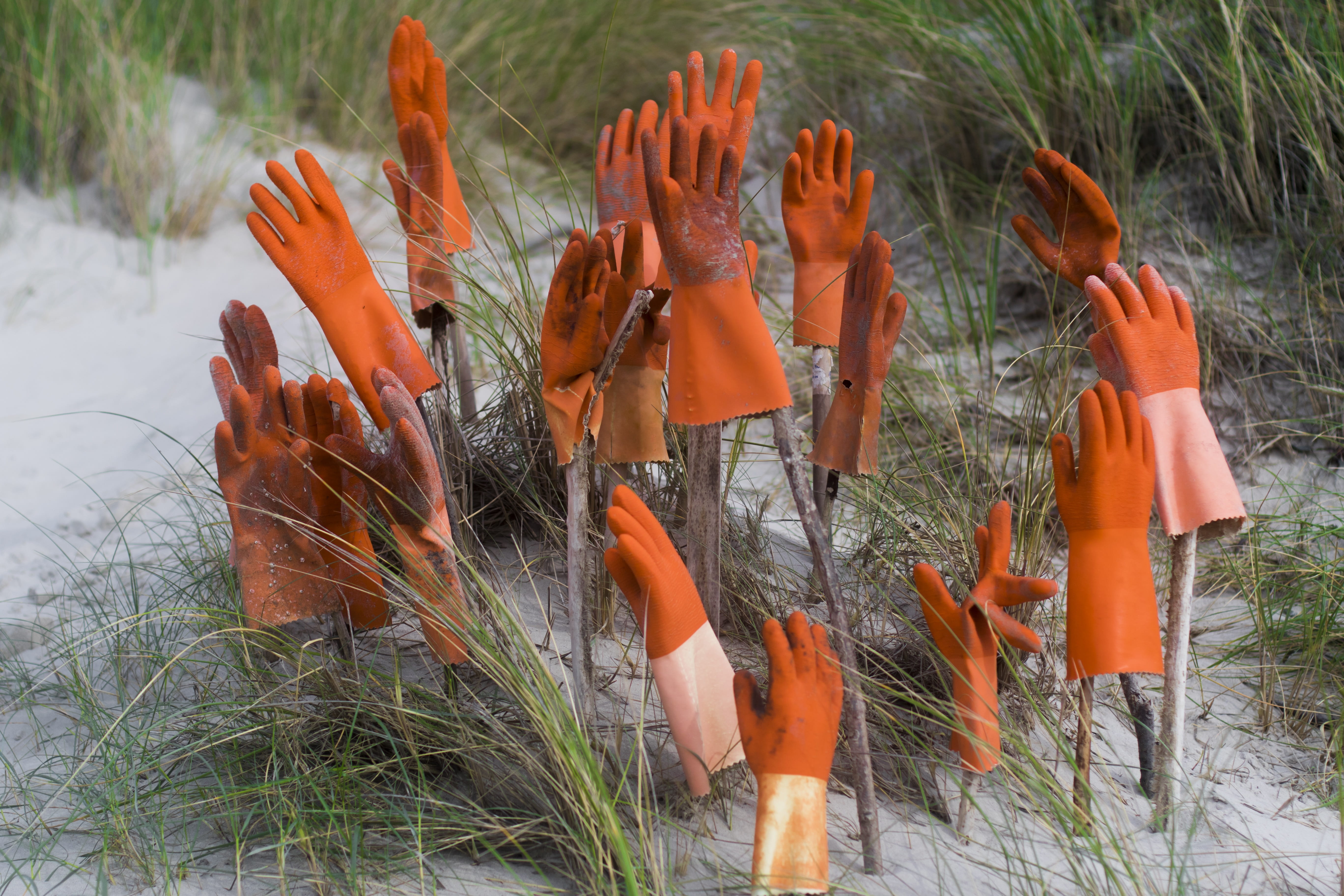 growth, no people, focus on foreground, hands, cattail, grass, botany, fragility, break, nature, gloves, close-up, end of work, vulnerability, plant stem, HD Wallpaper