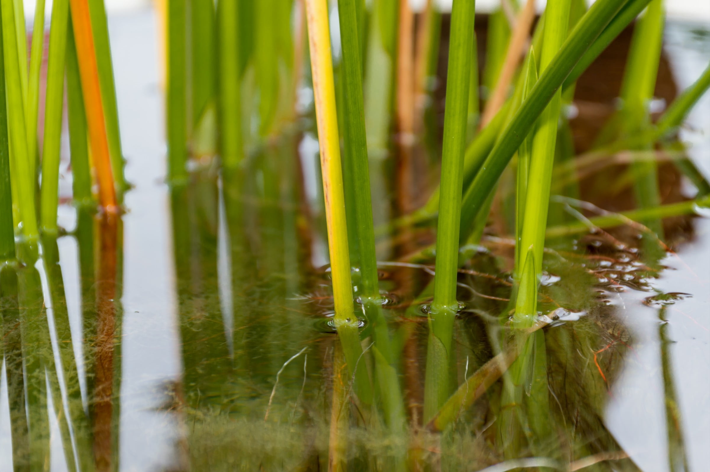 kg, cattail, reflection, day, nature, 1080P, the swamps, bamboo - plant, the indoor cool, beauty in nature, water, papyrus, plant, land, outdoors, peace, HD Wallpaper