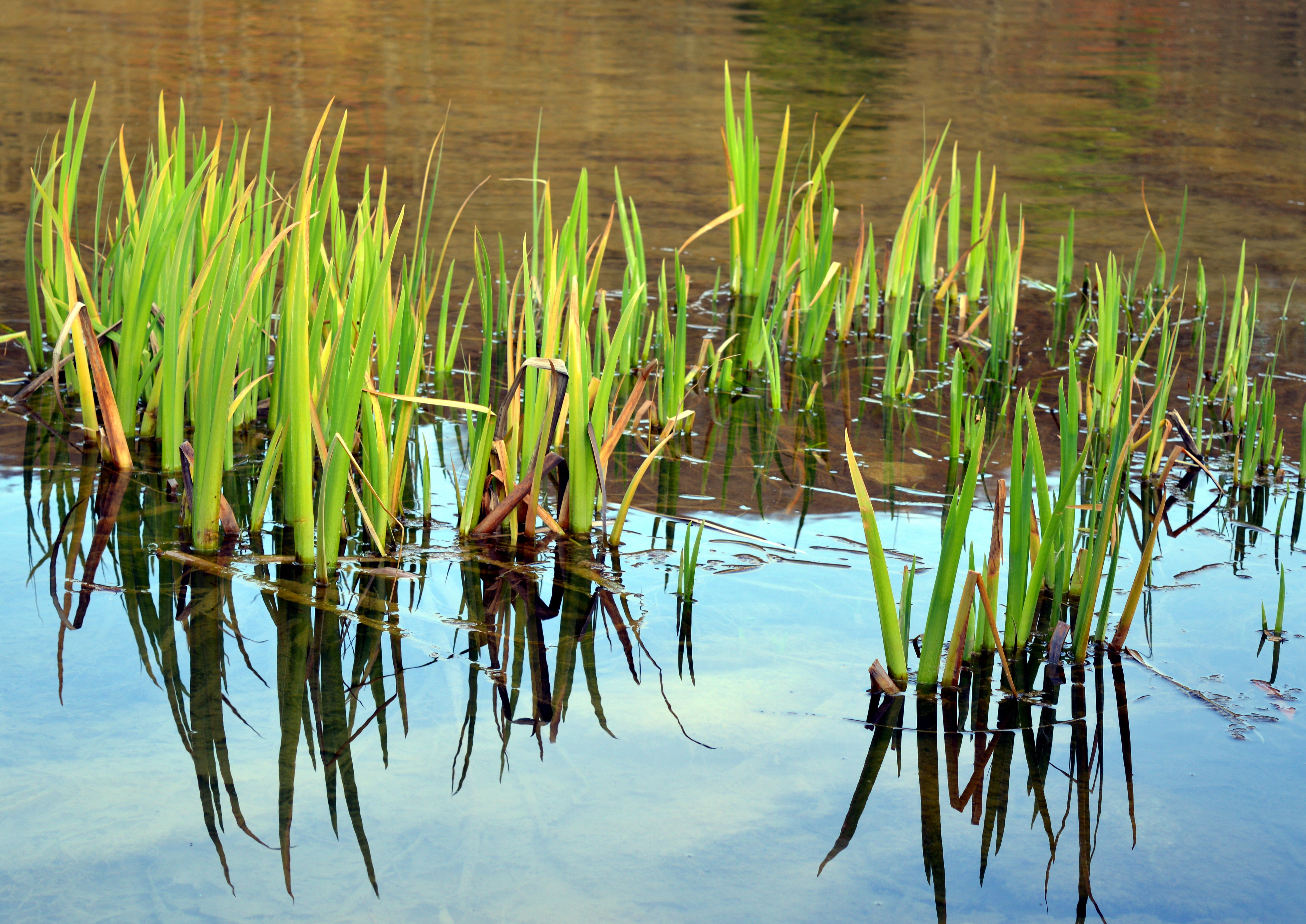 water flower, waterfront, pond, plant, 5K, pond flower, day, cattail, sky, aquatic plant, reflection, no people, nature, animal themes, green color, bank, HD Wallpaper