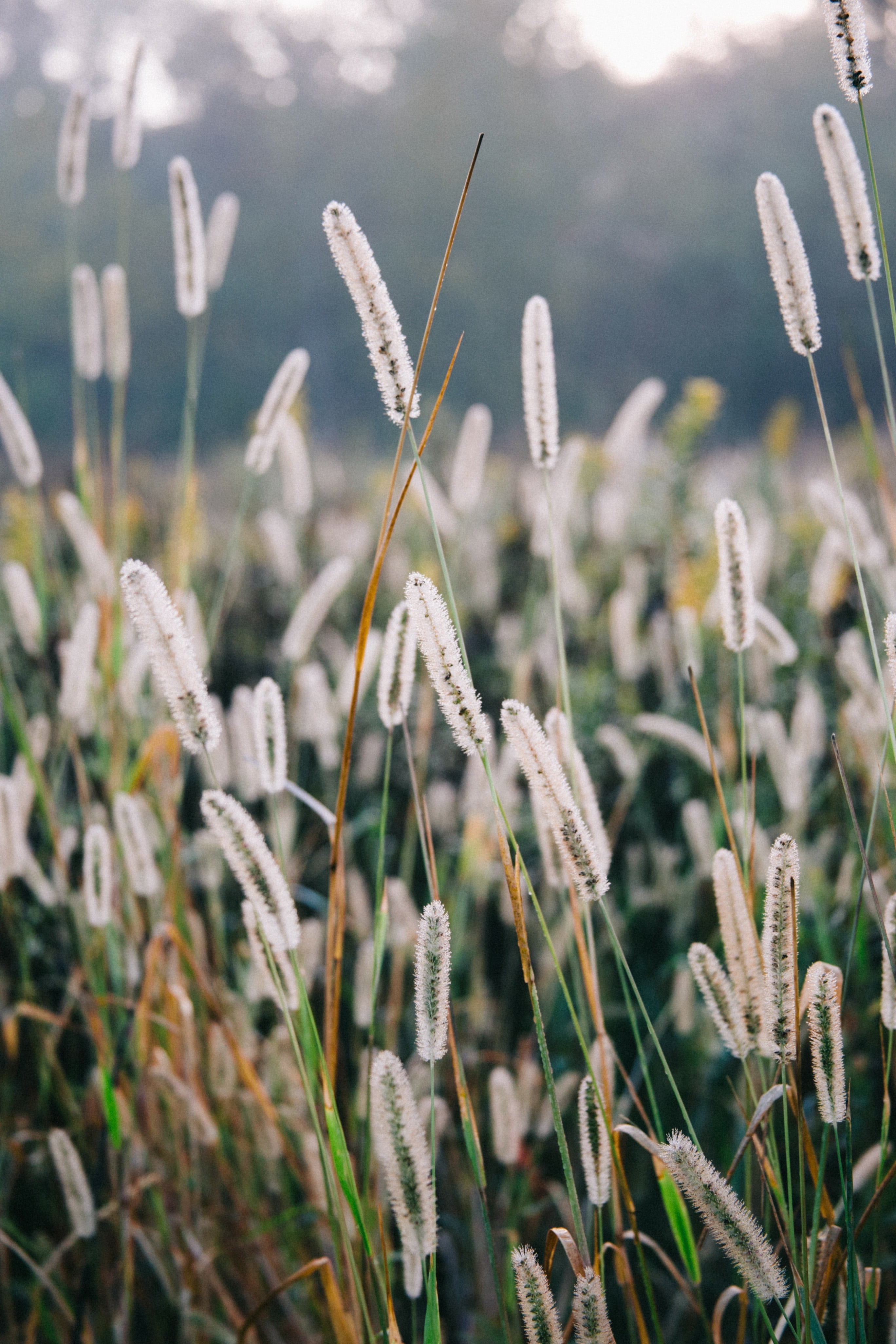 beauty in nature, frost, day, land, natural, no people, meadow, sunlight, close-up, shallow, selective focus, plant, agriculture, countryside, crop, blade of grass, Phone HD Wallpaper