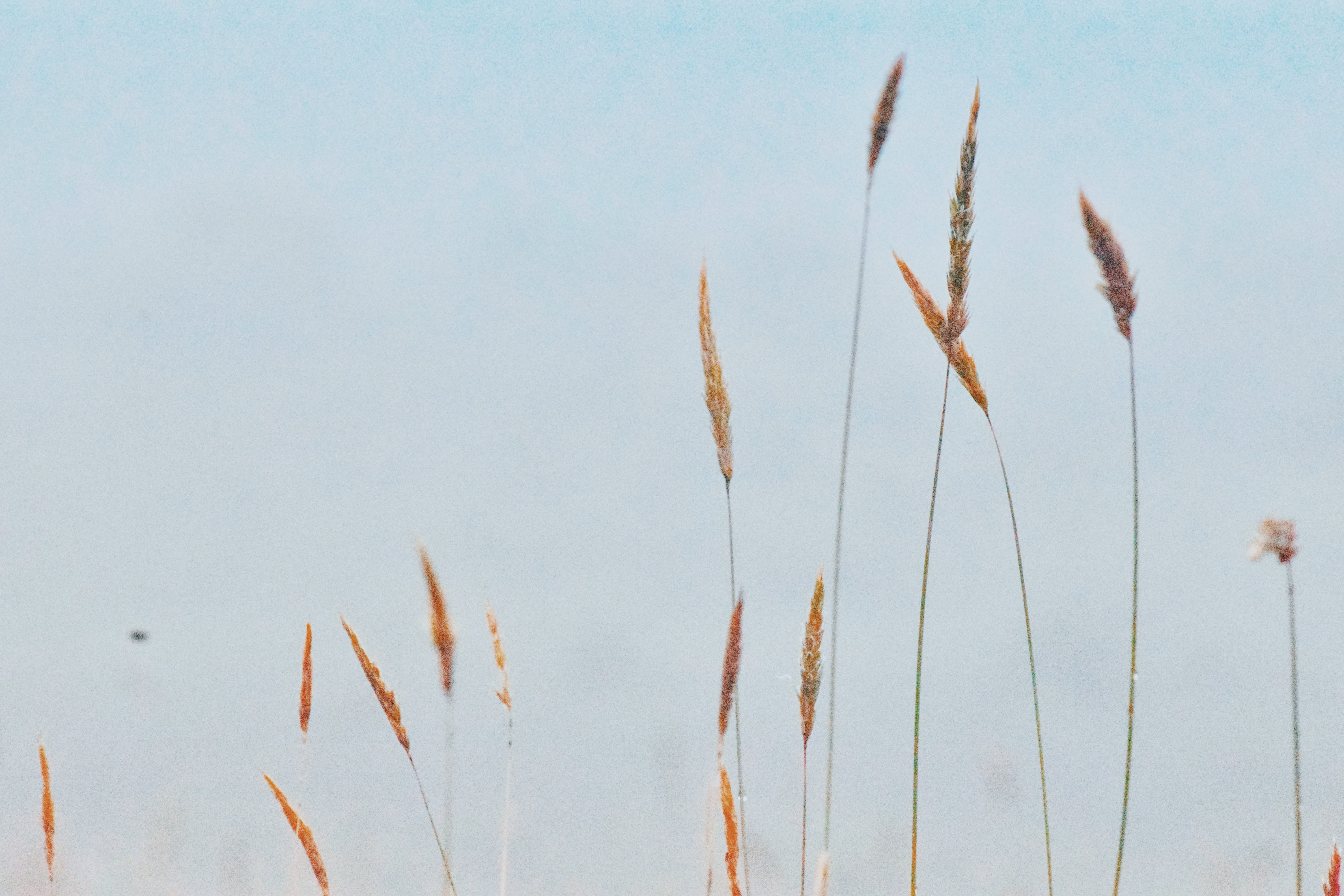 autumn, sky, focus on foreground, cloud, cattail, close-up, clear sky, 5K, blue, growth, tranquility, crop, low angle view, wheat, nature, beauty in nature, HD Wallpaper