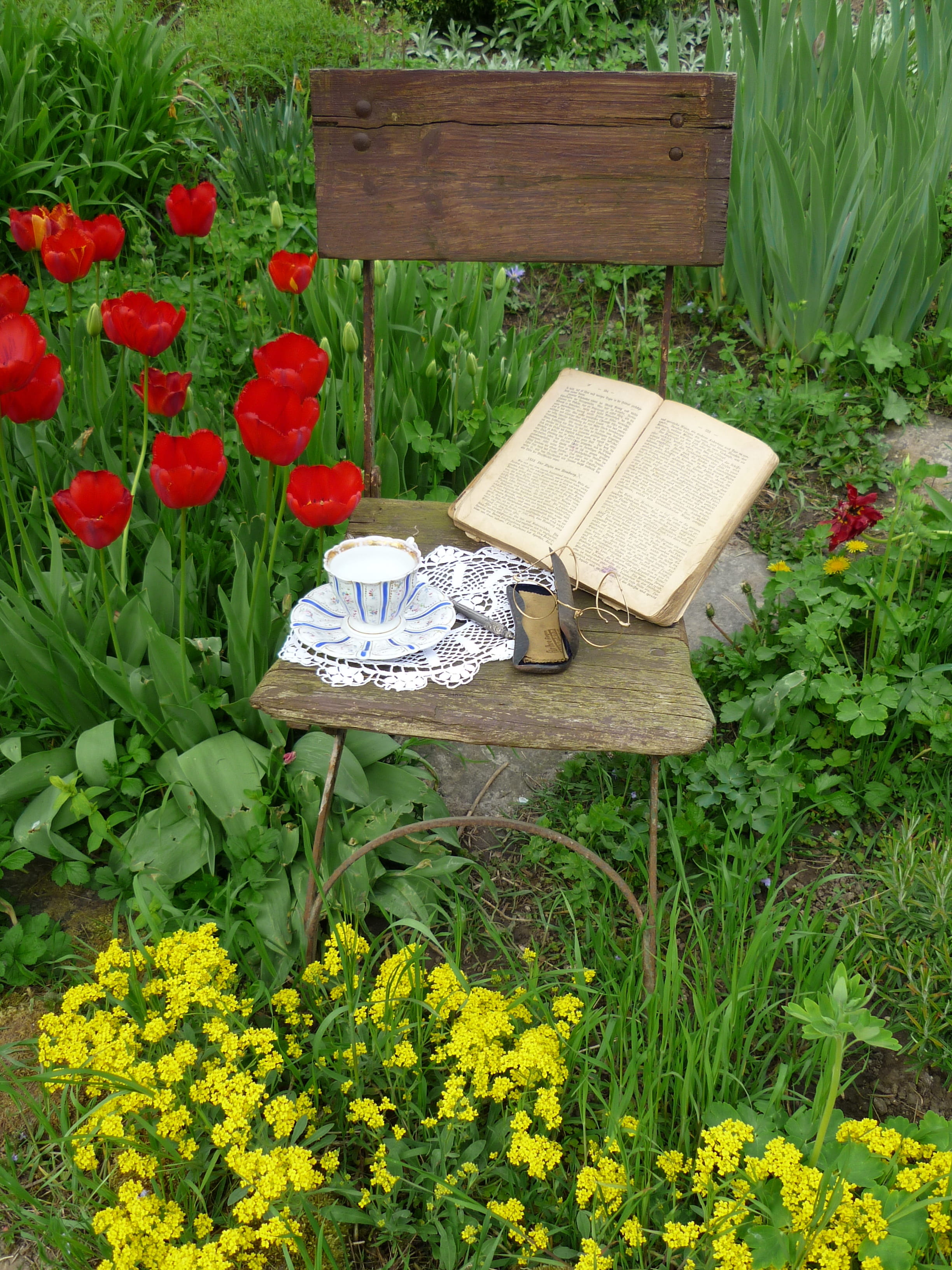 book, land, rose - flower, reflection, outdoors, flower, plant, red, plant part, tulips, case, saucer, green Color, growth, printed book, vulnerability, Phone HD Wallpaper