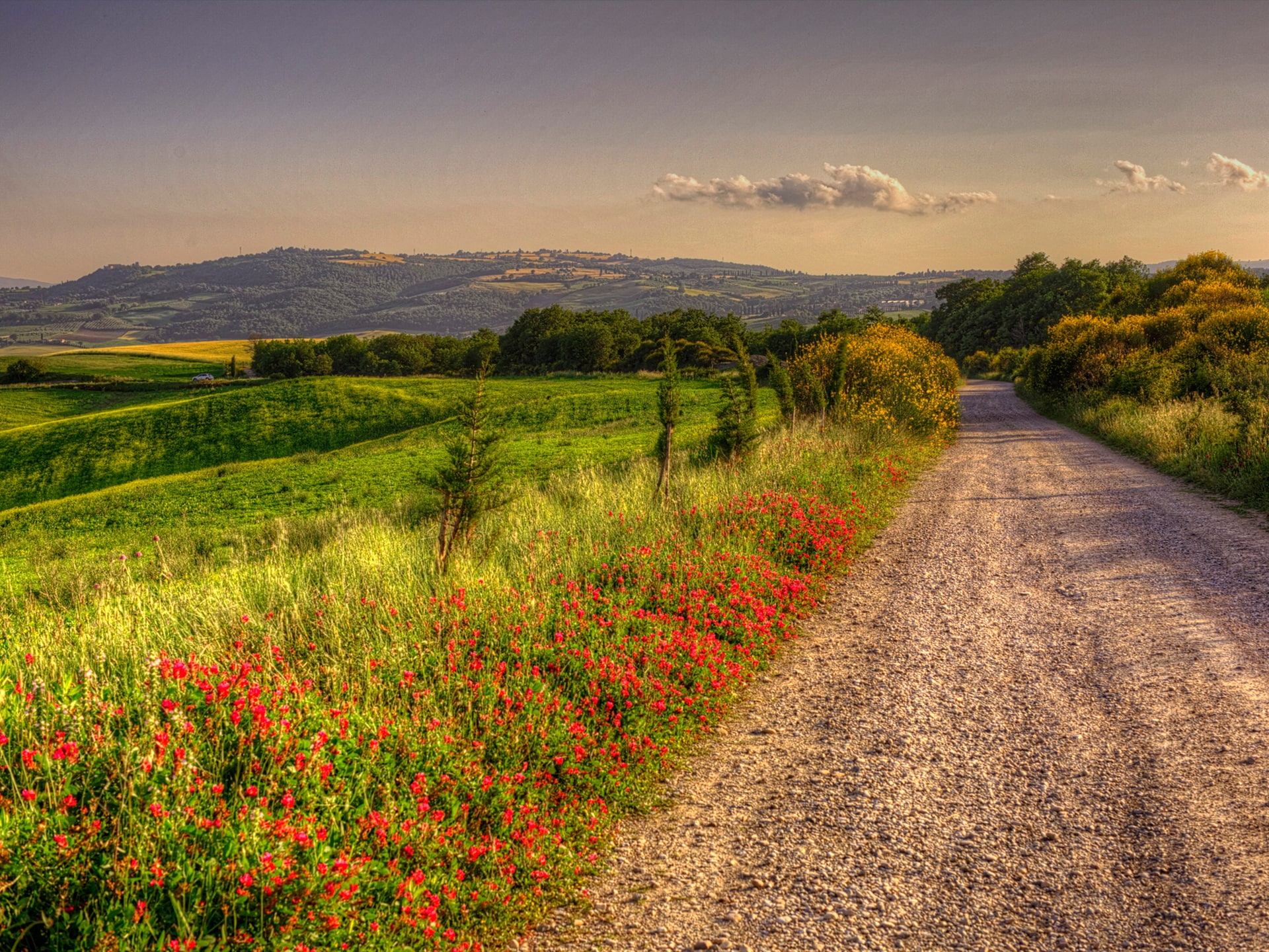 Fields, red, Road, Italy, Dusk, Scenery, flowers, Clouds, 1080P, Nature, Trees, HD Wallpaper
