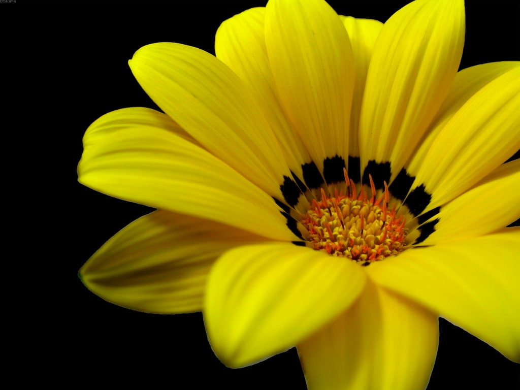 yellow flower, macro, spring, nature, flower, 480P, yellow, fresh, HD Wallpaper