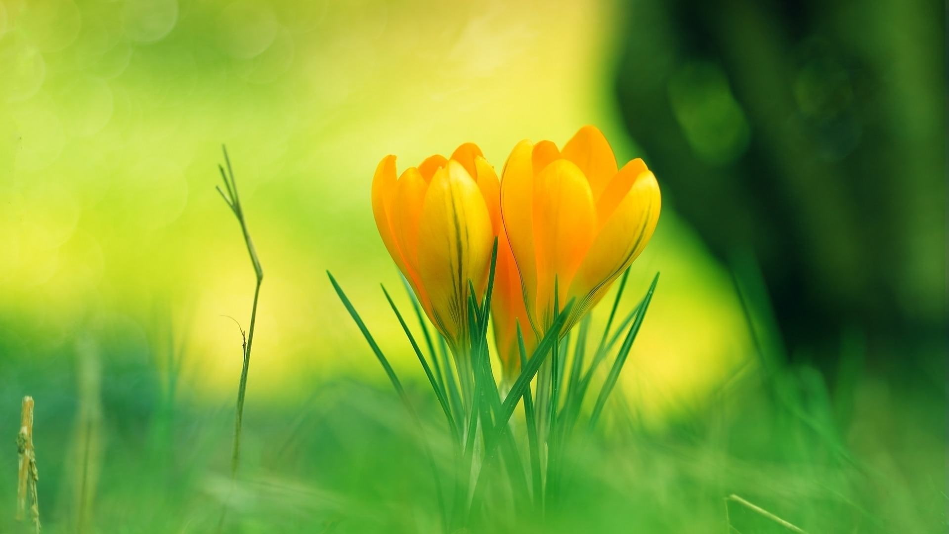 yellow flower, flower, grass, fresh, nature, 1080P, yellow, HD Wallpaper