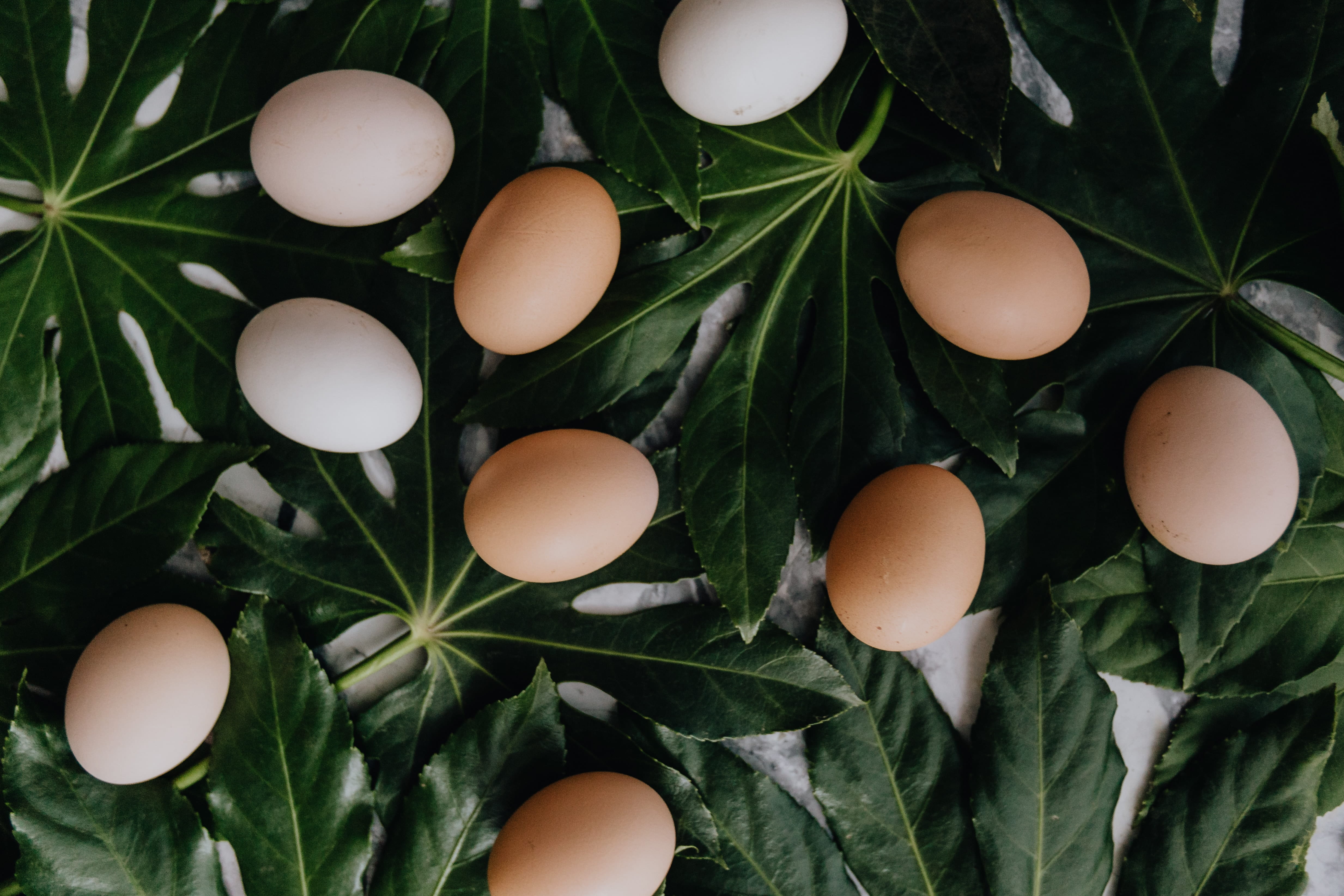 organic, directly above, nature, 4K, leaf, plant part, indoors, still life, natural condition, egg, egg yolk, healthy eating, wellbeing, fresh, food and drink, HD Wallpaper