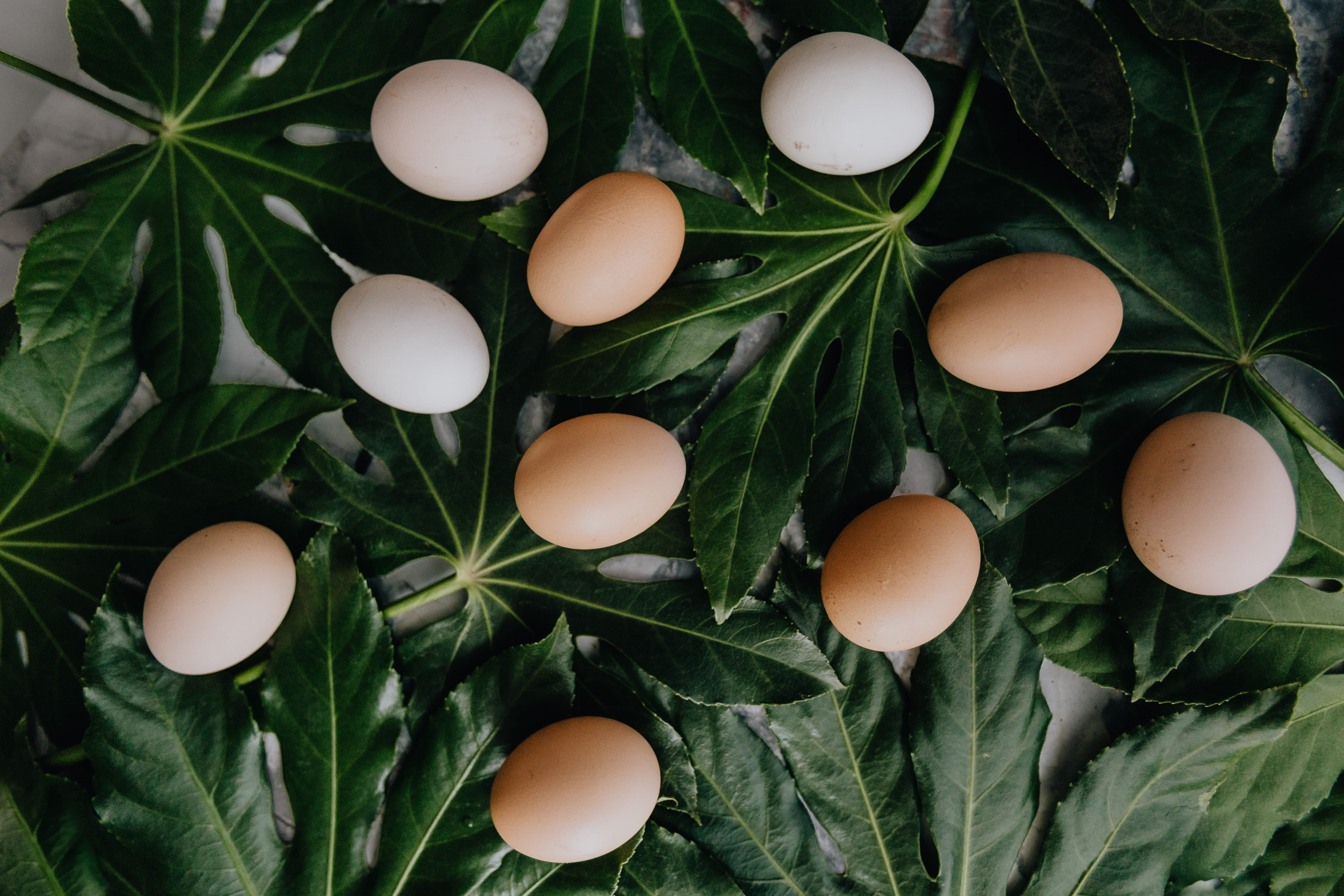 indoors, nature, plant part, healthy lifestyle, easter, natural condition, ingredient, freshness, healthy eating, above, eggs, leaf, close-up, wellbeing, HD Wallpaper